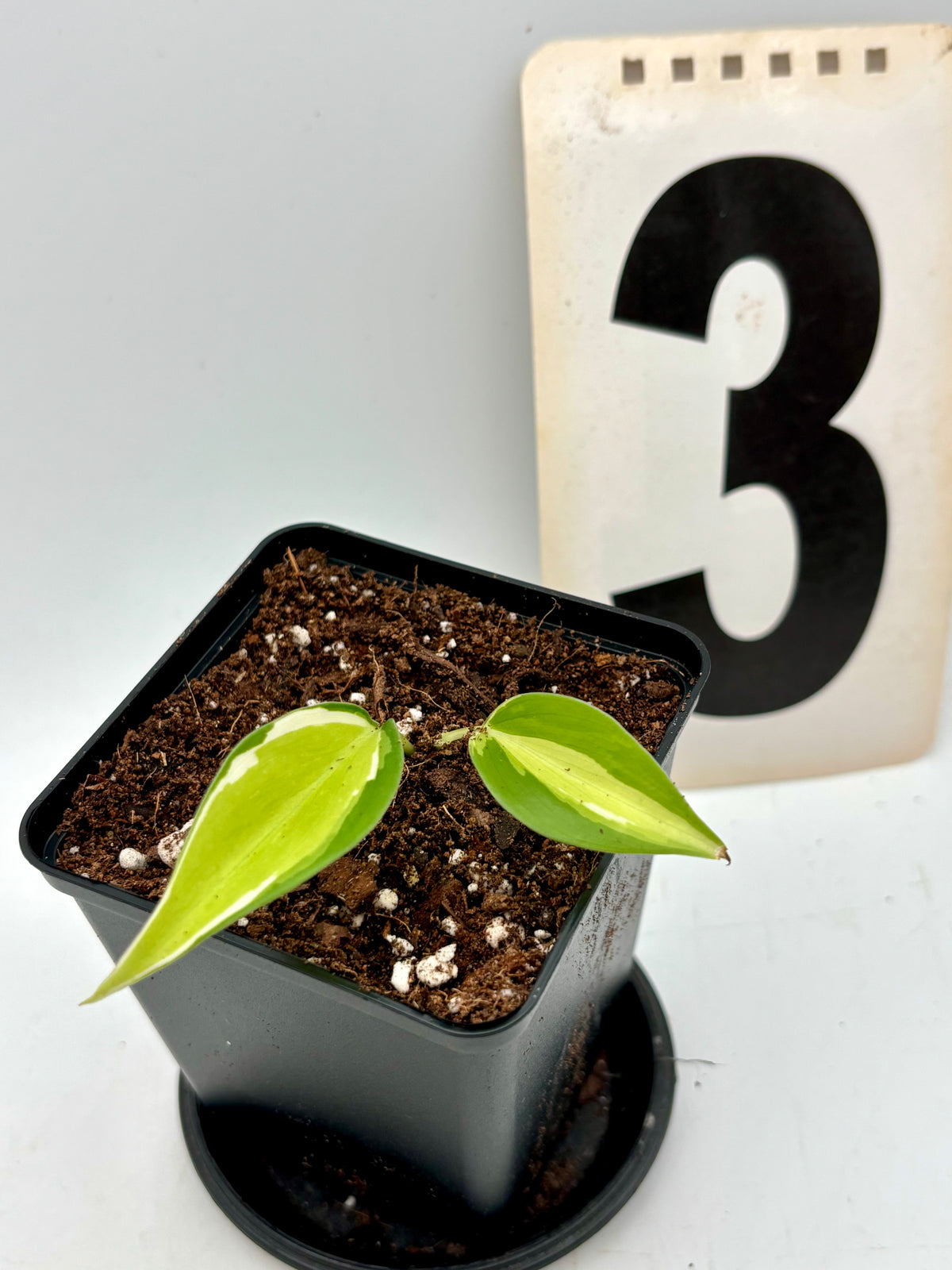 Philodendron Cream Splash Pflanze von Exotic-Flowers mit grünen Blättern und cremefarbenen Sprenkeln, im Top präsentiert
