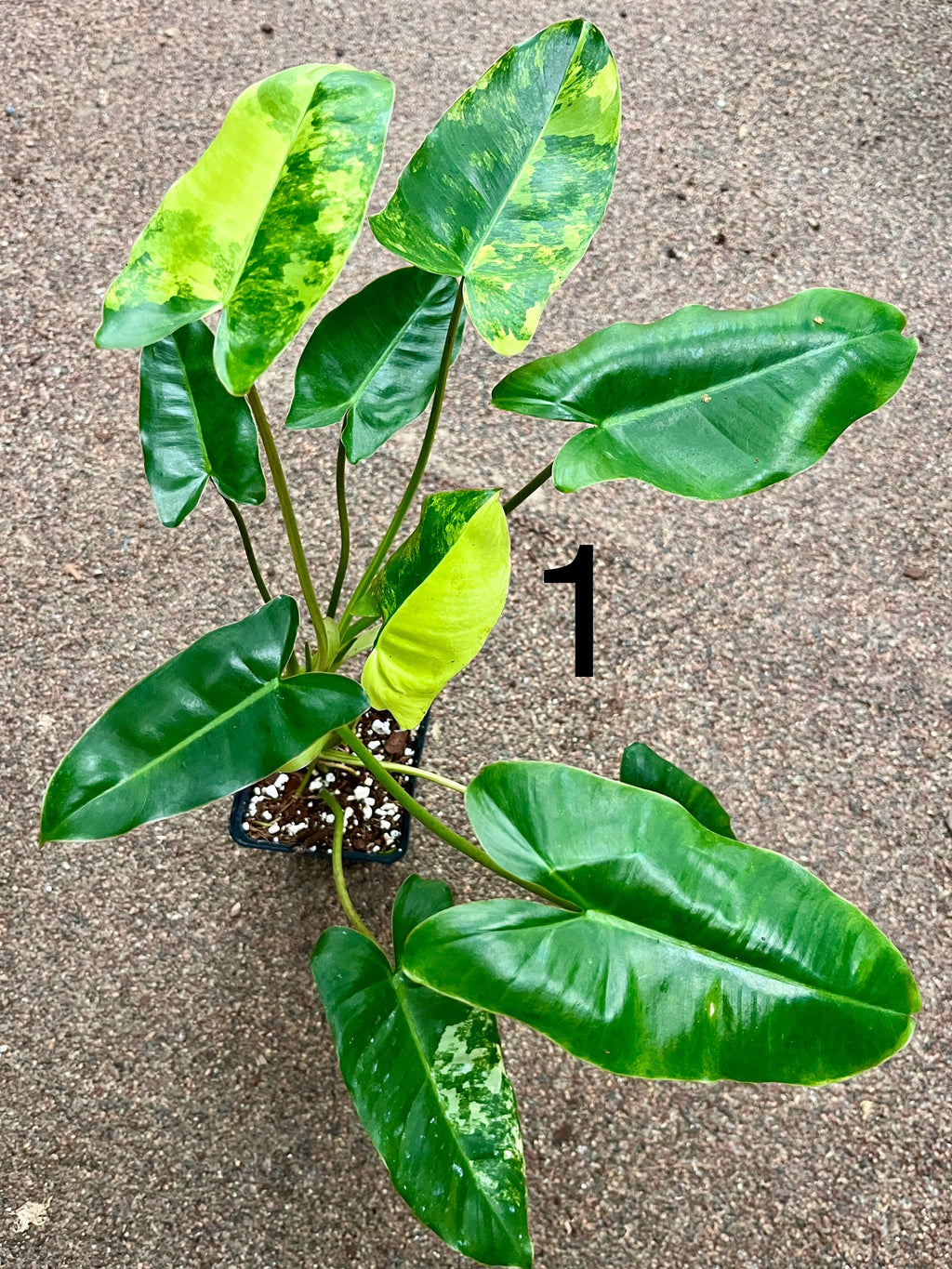 Philodendron Burle Marx Variegata