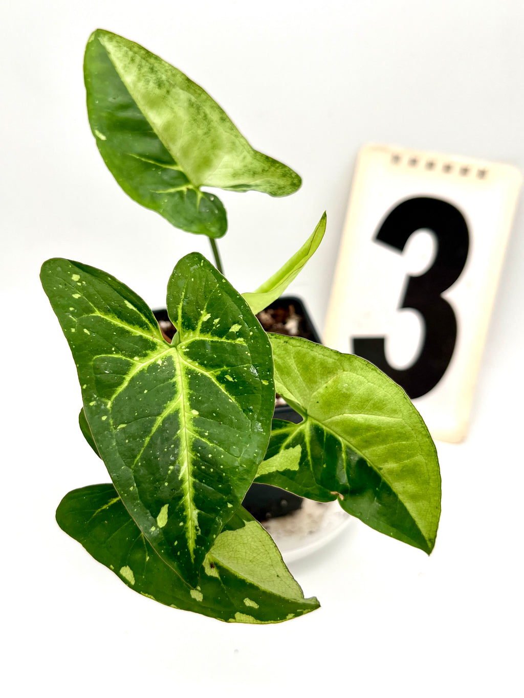 Syngonium Panda