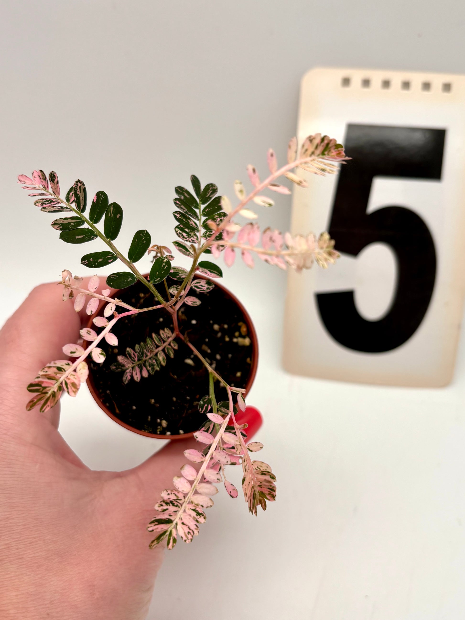 Phyllanthus Urinaria Pink Variegata