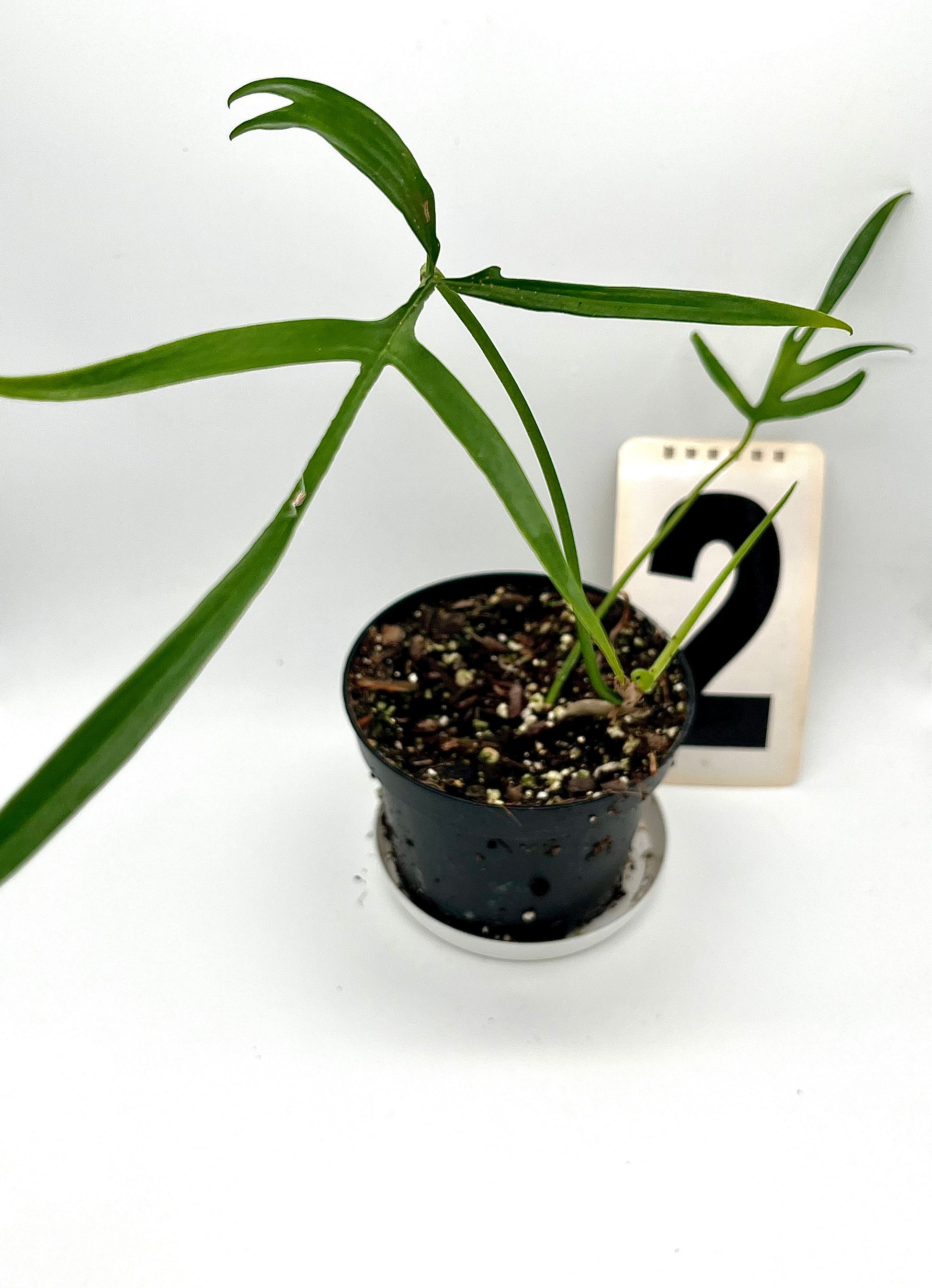 Philodendron Polypodioides