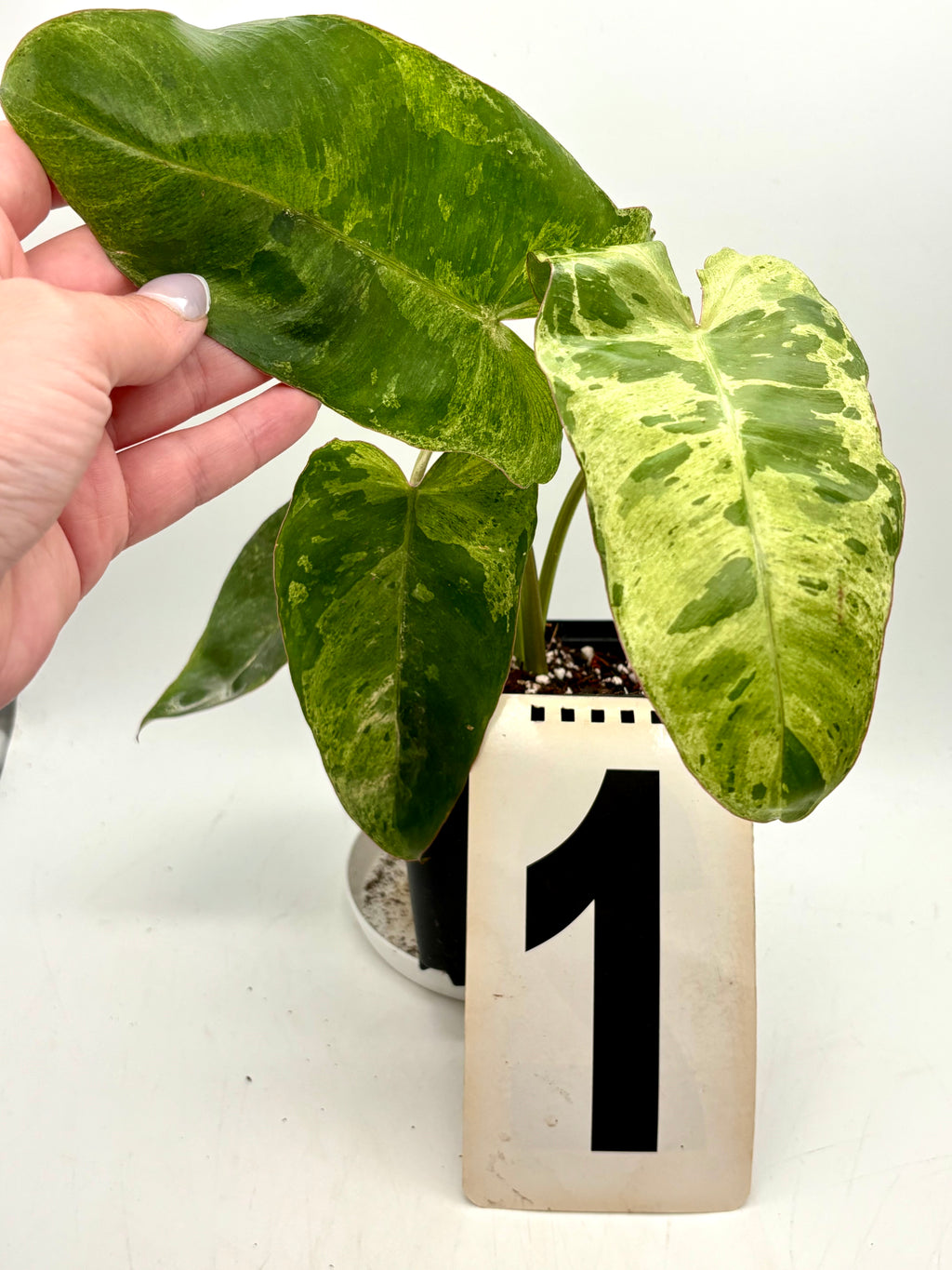 Philodendron Paraiso Verde