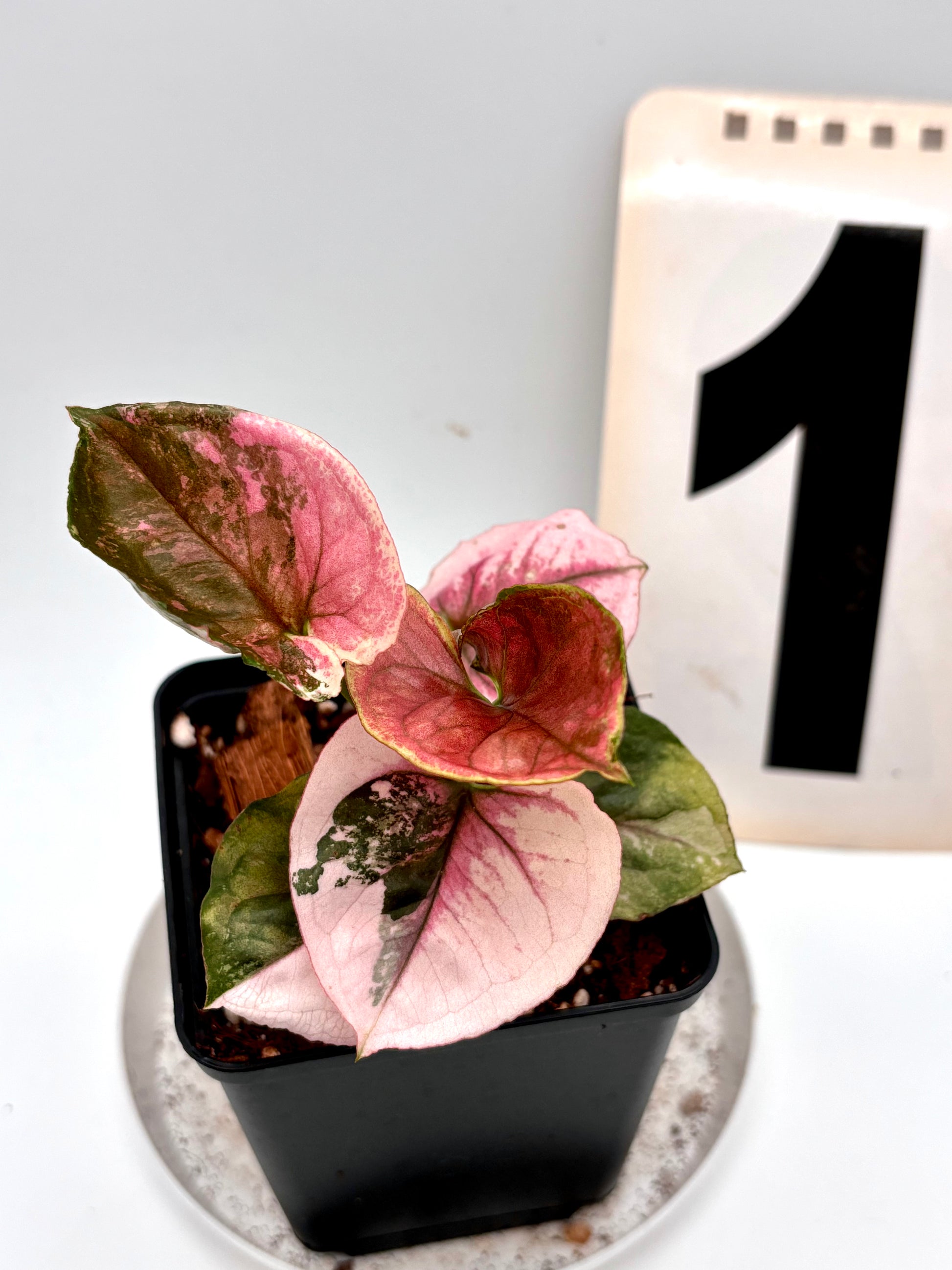 Syngonium Strawberry Ice Galaxy