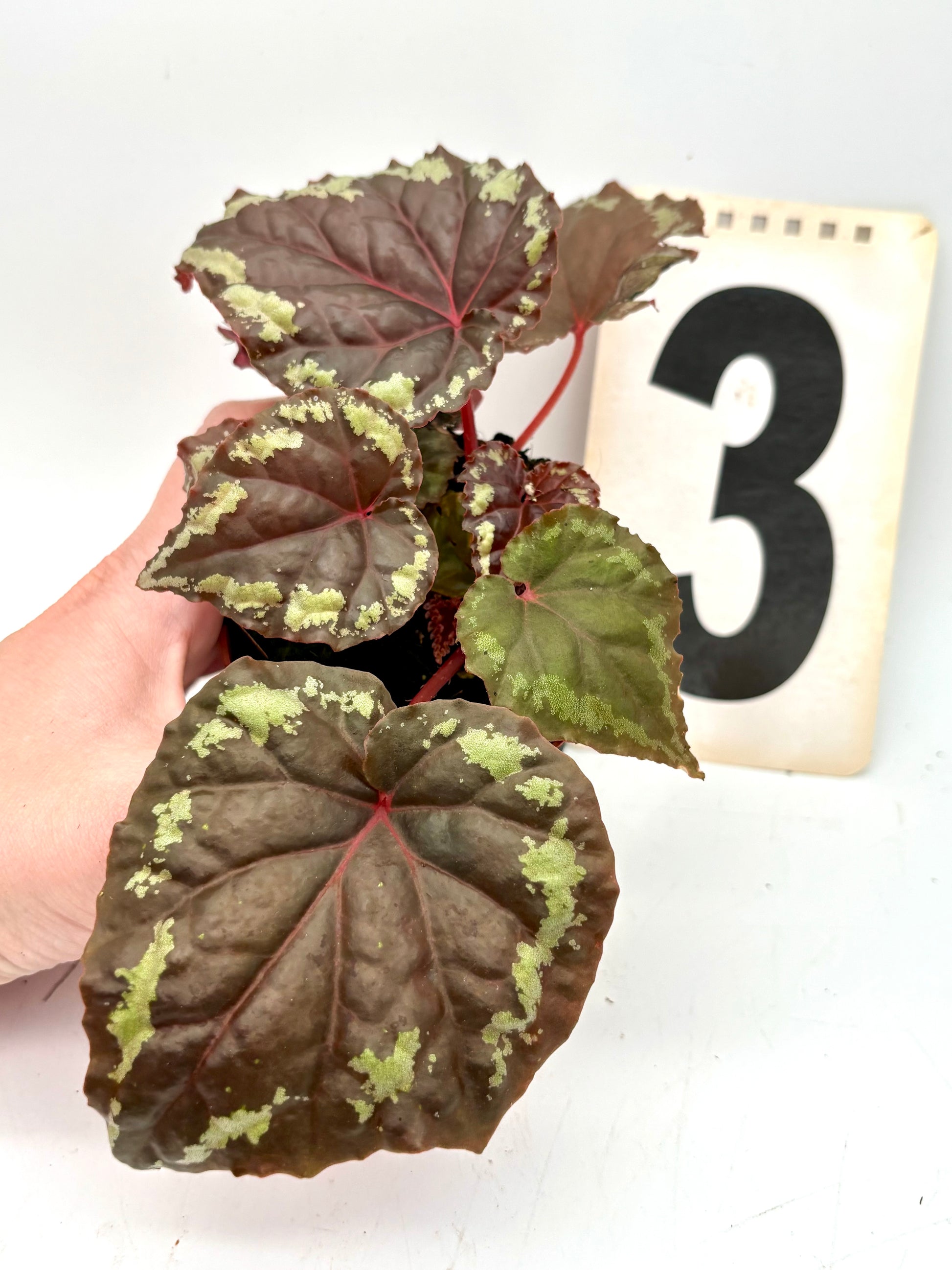 Begonia Ignita von Exotic-Flowers mit leuchtend roten Blättern und eleganter Pflanze auf einem weißen Hintergrund