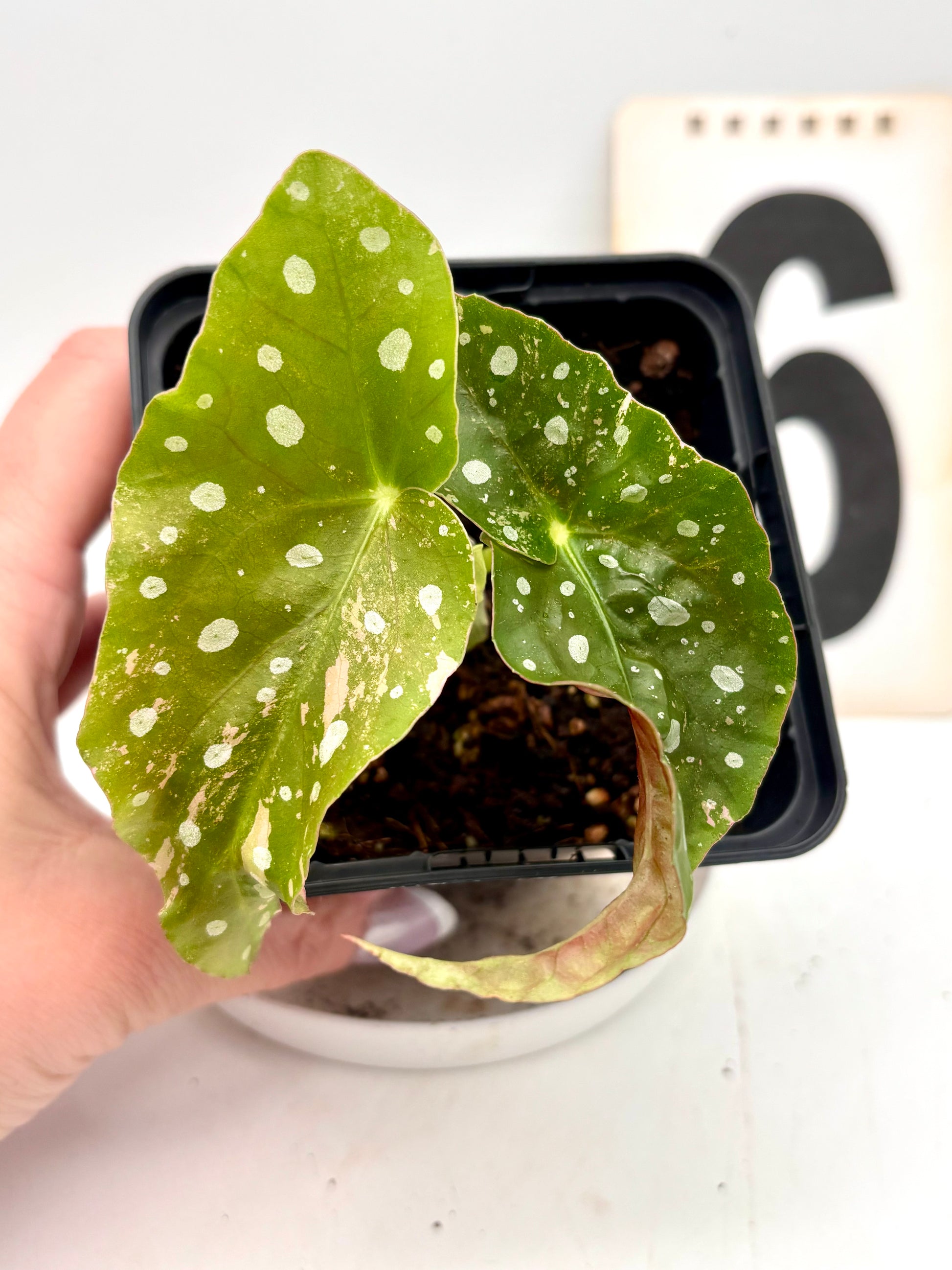 Begonia Maculata Pink Variegata
