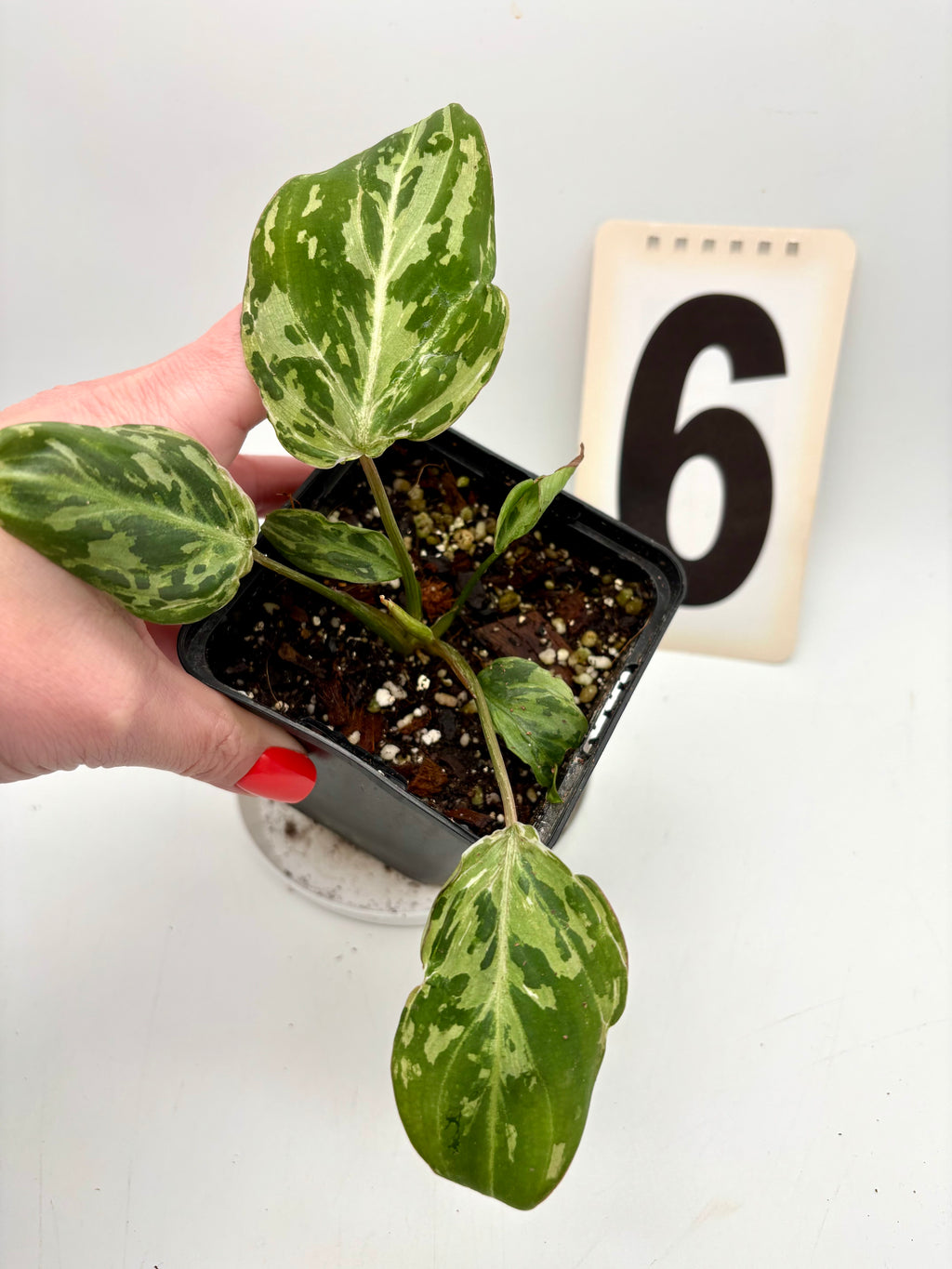 Philodendron Gloriosum Variegata / Snow Leopard