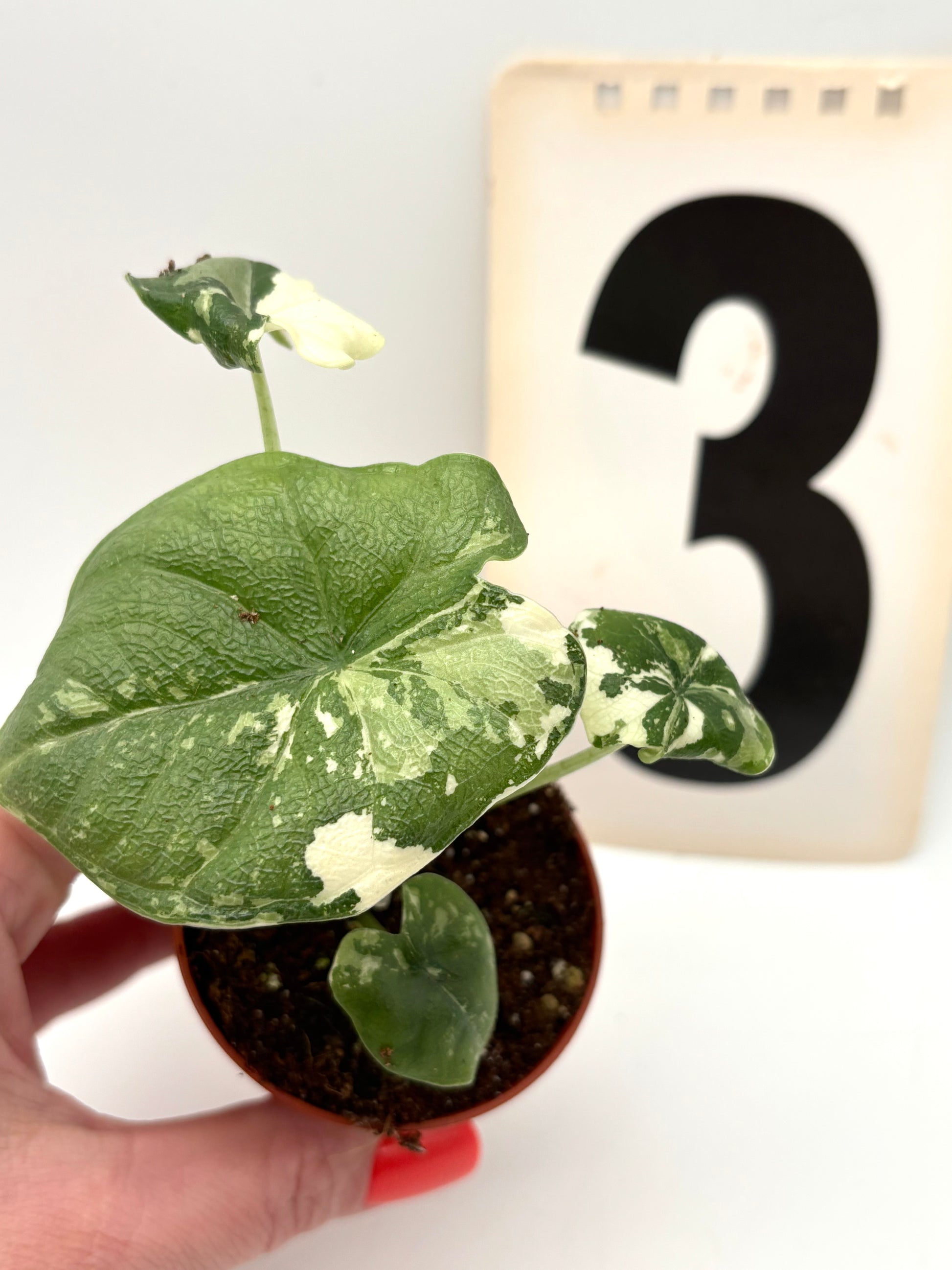 Alocasia Melo Albo Variegata