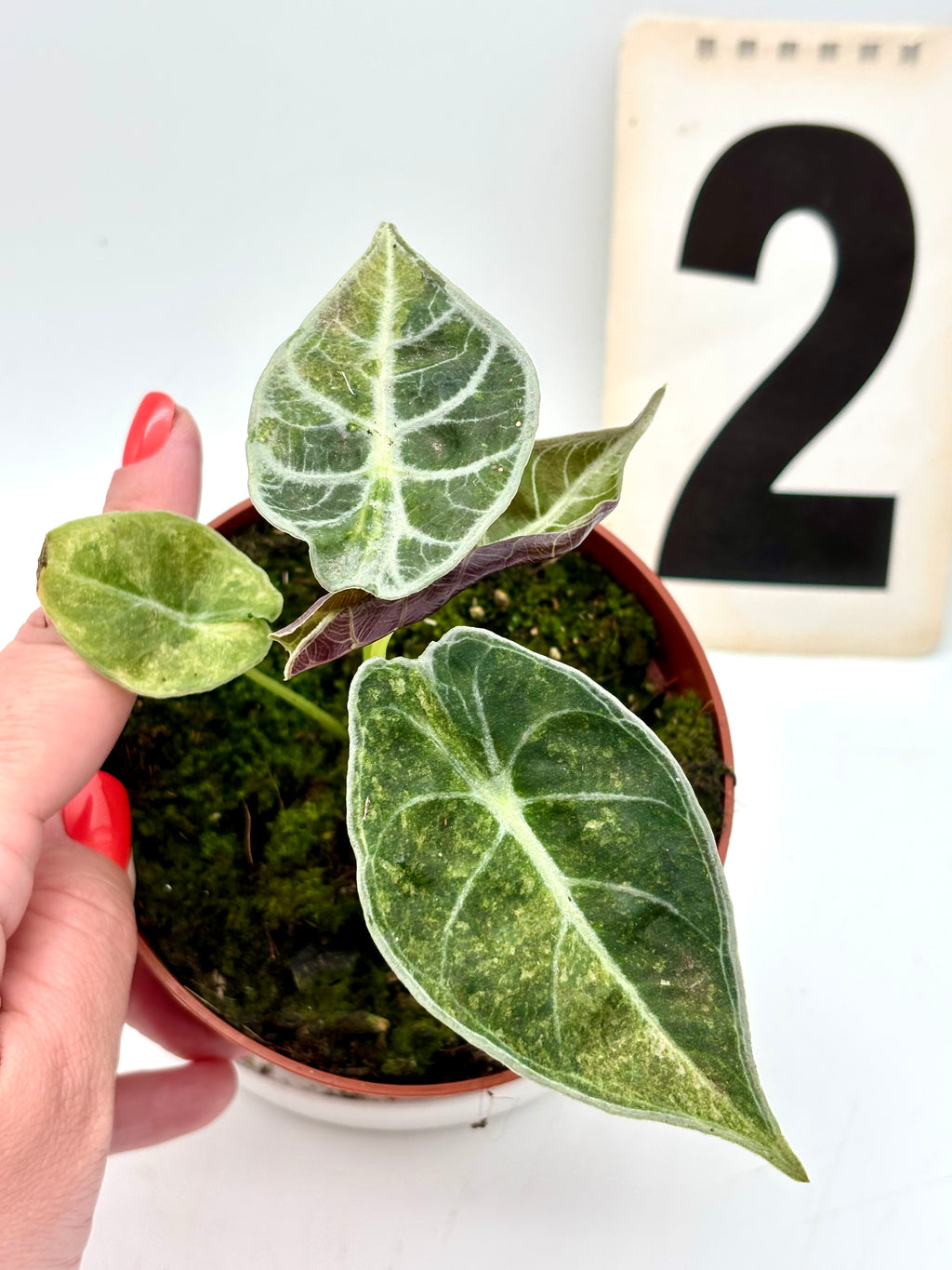 Alocasia Watsoniana Lightning Variegata Pflanze mit großen, gestreiften grünen und weißen Blättern, im Top-Container.