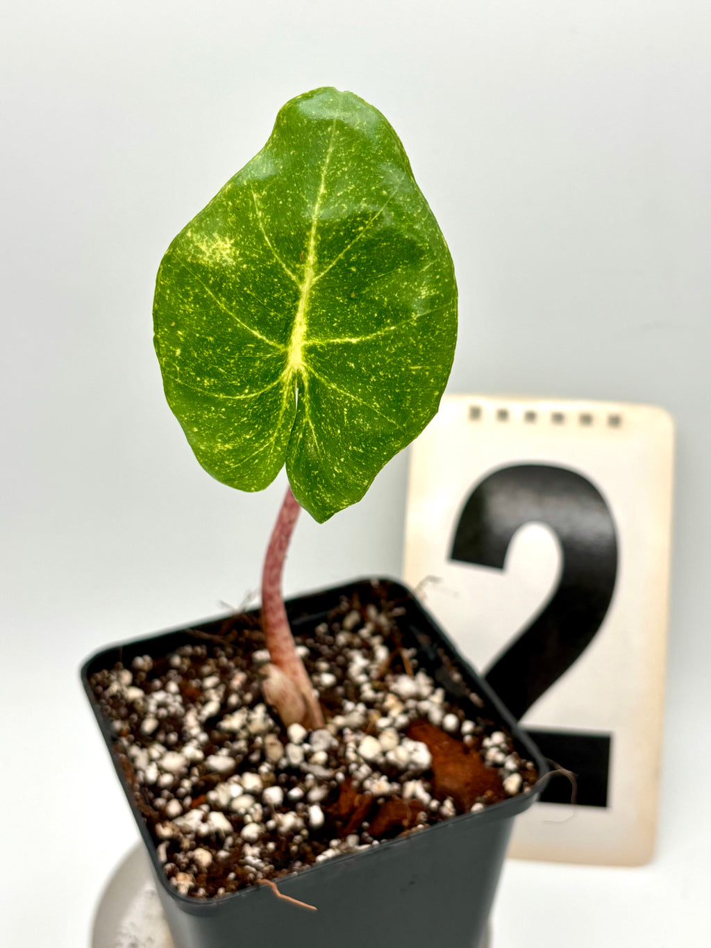Alocasia New Guinea Gold