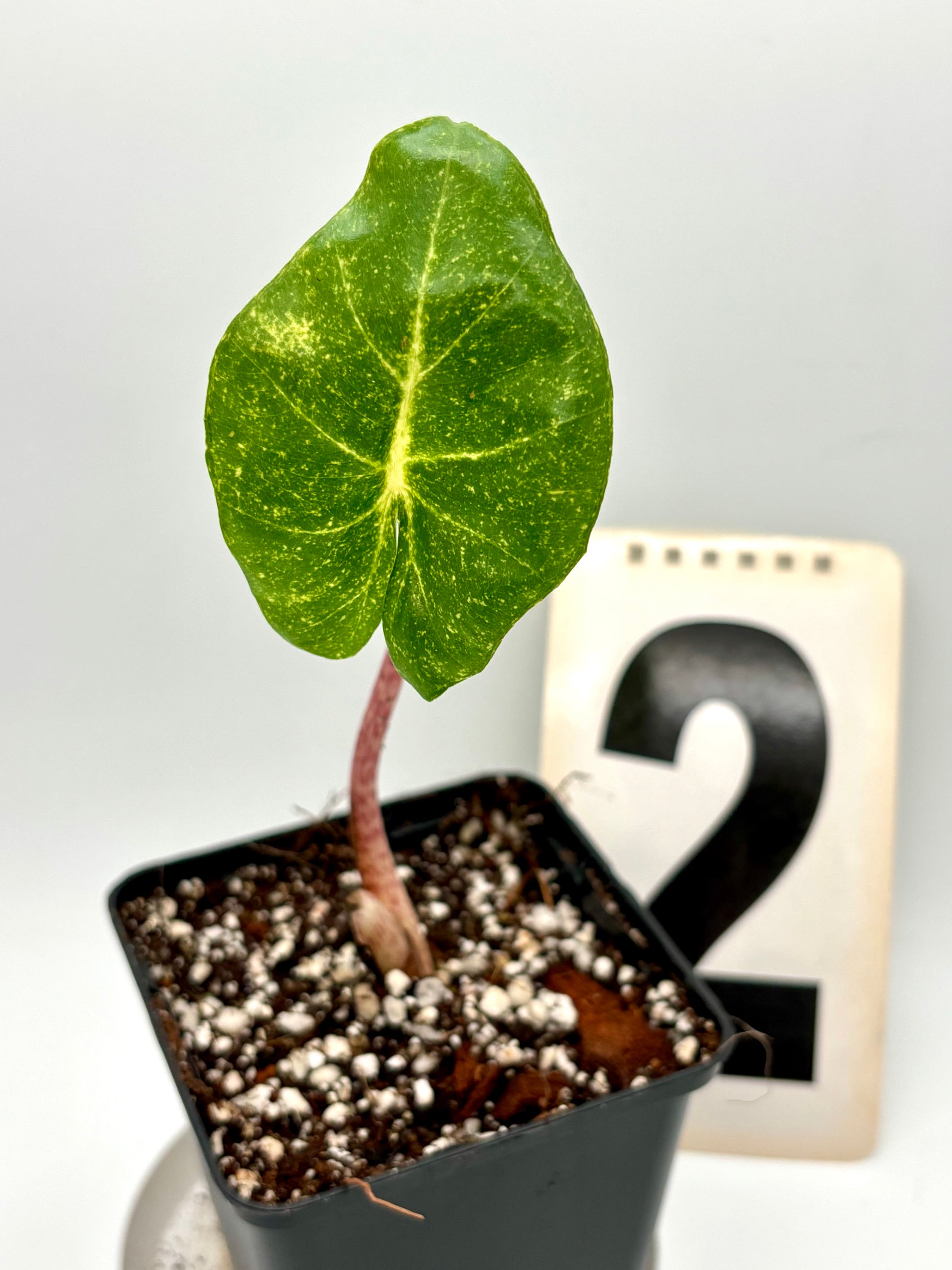 Alocasia New Guinea Gold