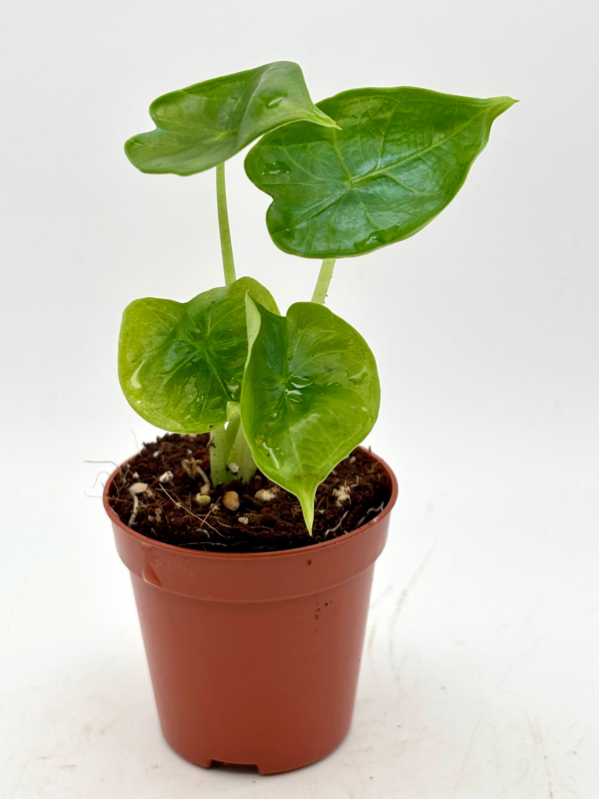 Alocasia Reversa