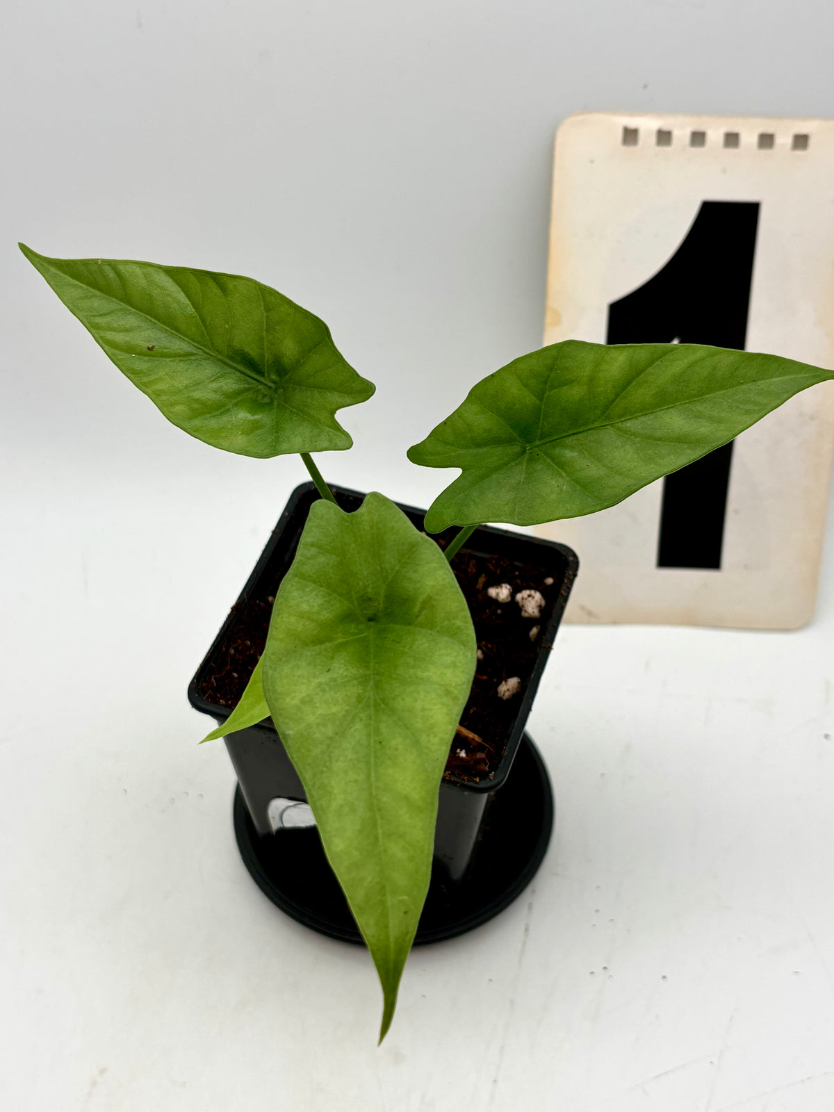 Alocasia Simpo Pflanze von Exotic-Flowers mit großen, grünen Blättern und markanten weißen Adern.
