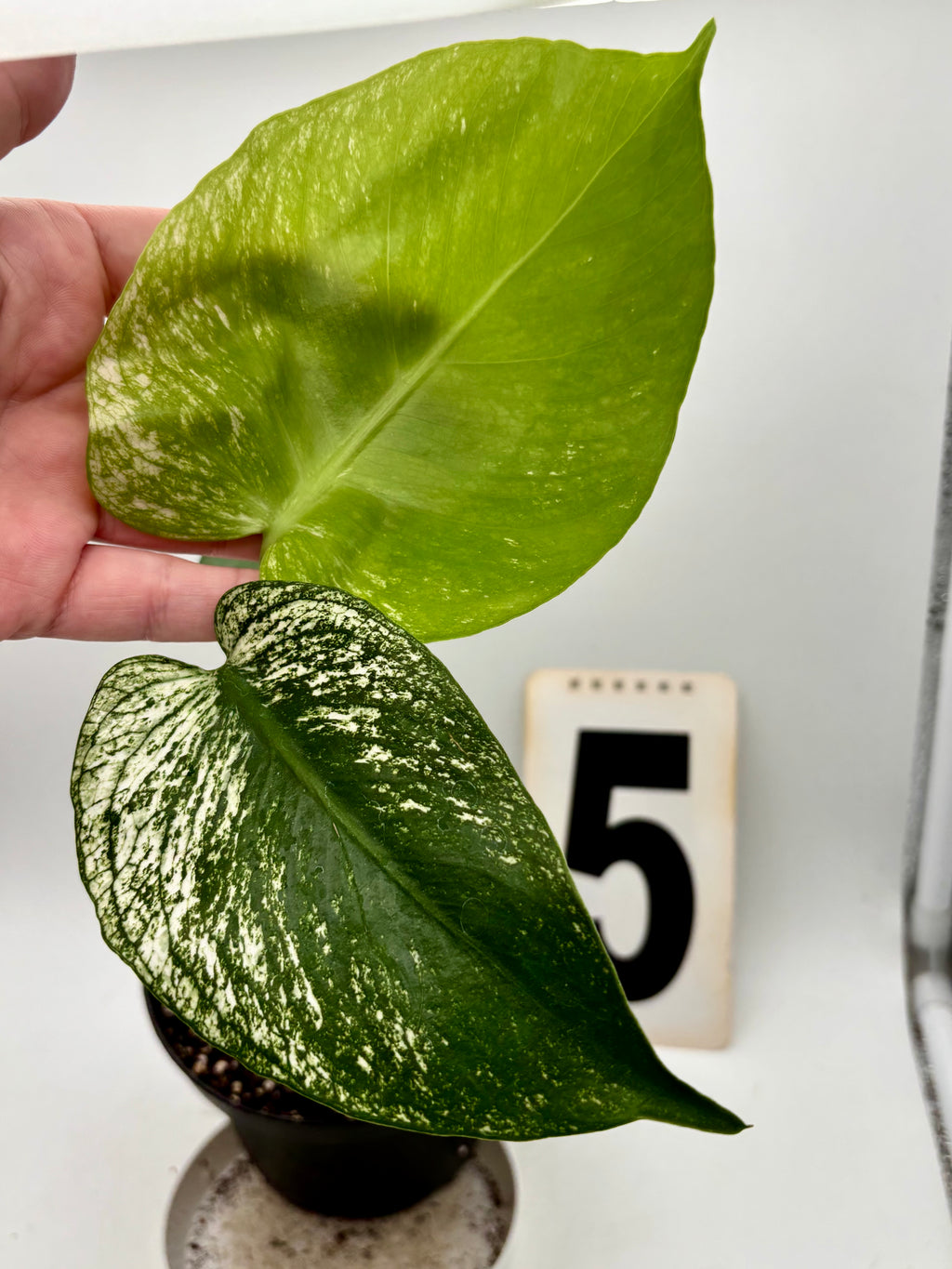 Monstera Devil Monster Variegata