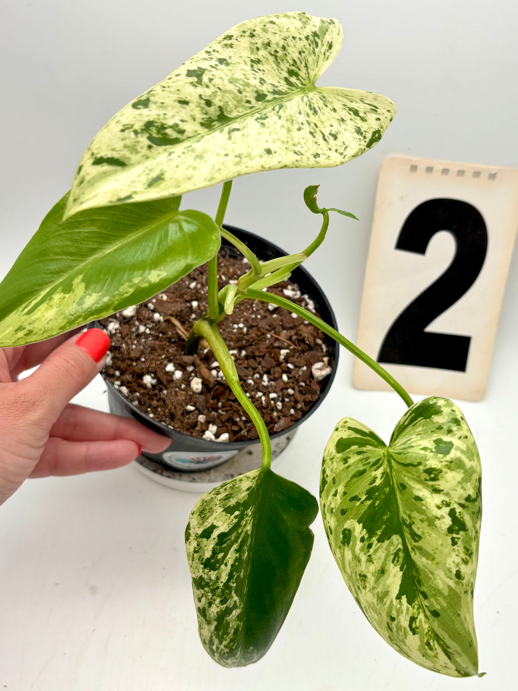Grüner Philodendron Ilsemanii von Exotic-Flowers mit großen, herzförmigen Blättern, Nahaufnahme der Pflanze