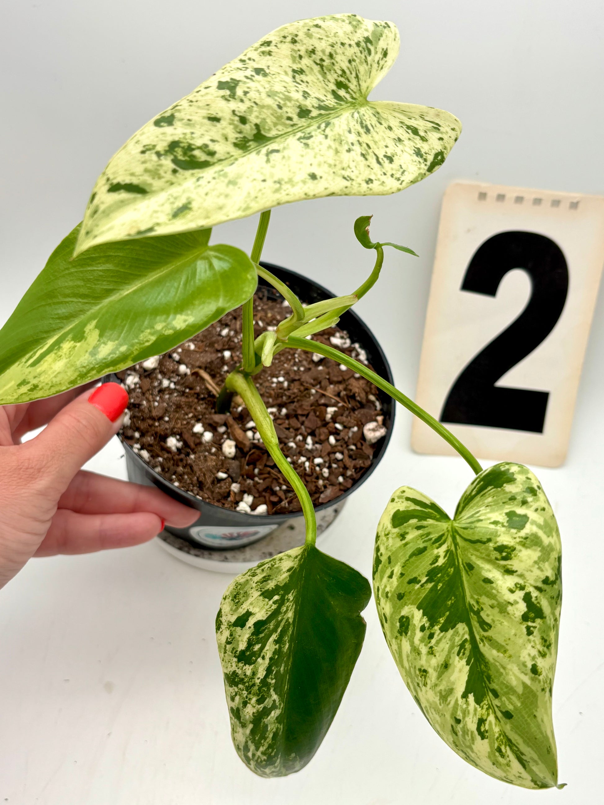 Grüner Philodendron Ilsemanii von Exotic-Flowers mit großen, herzförmigen Blättern, Nahaufnahme der Pflanze