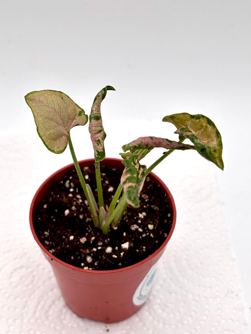 Syngonium Pink Rolli