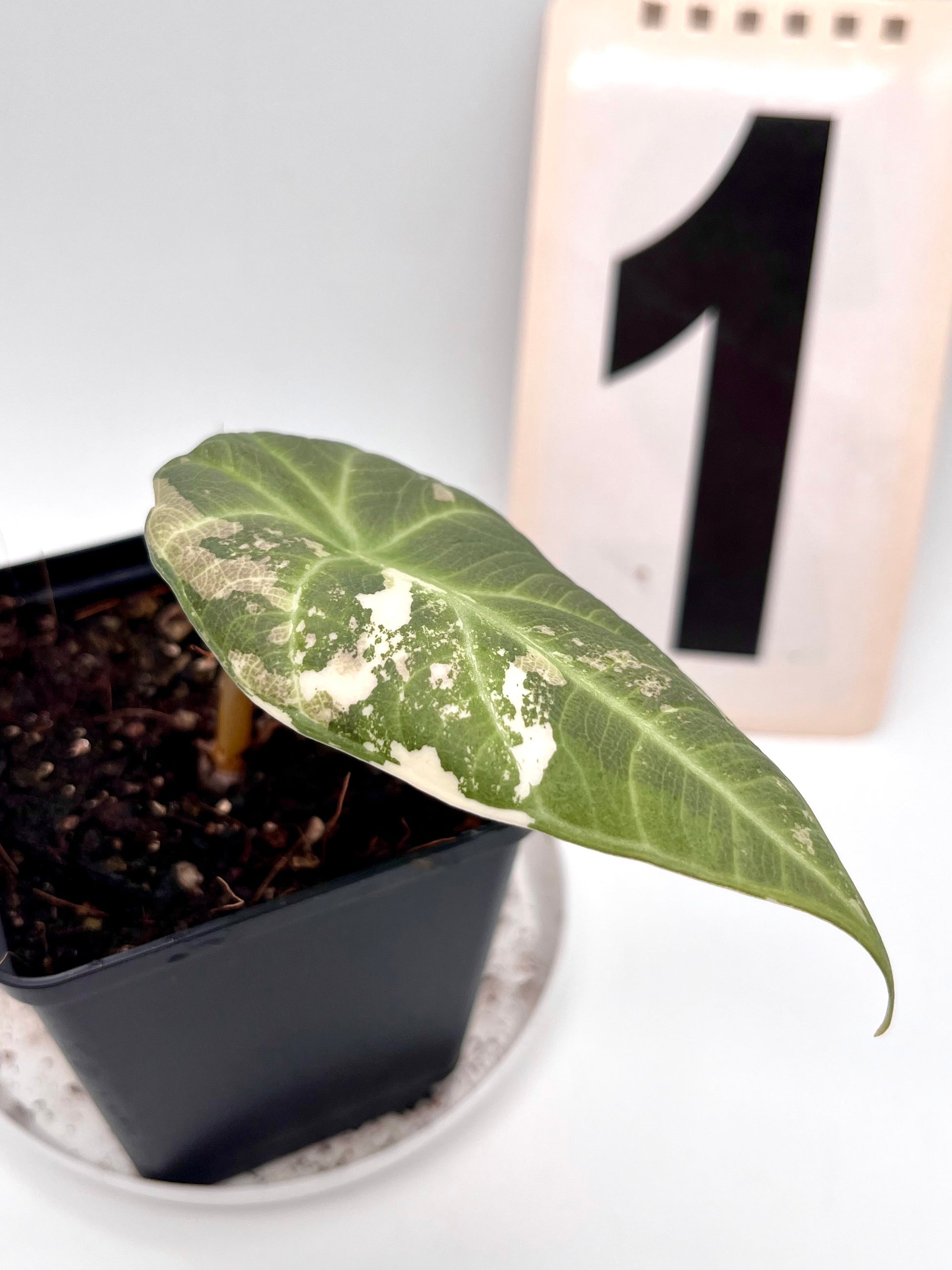 Alocasia Maharani Variegata