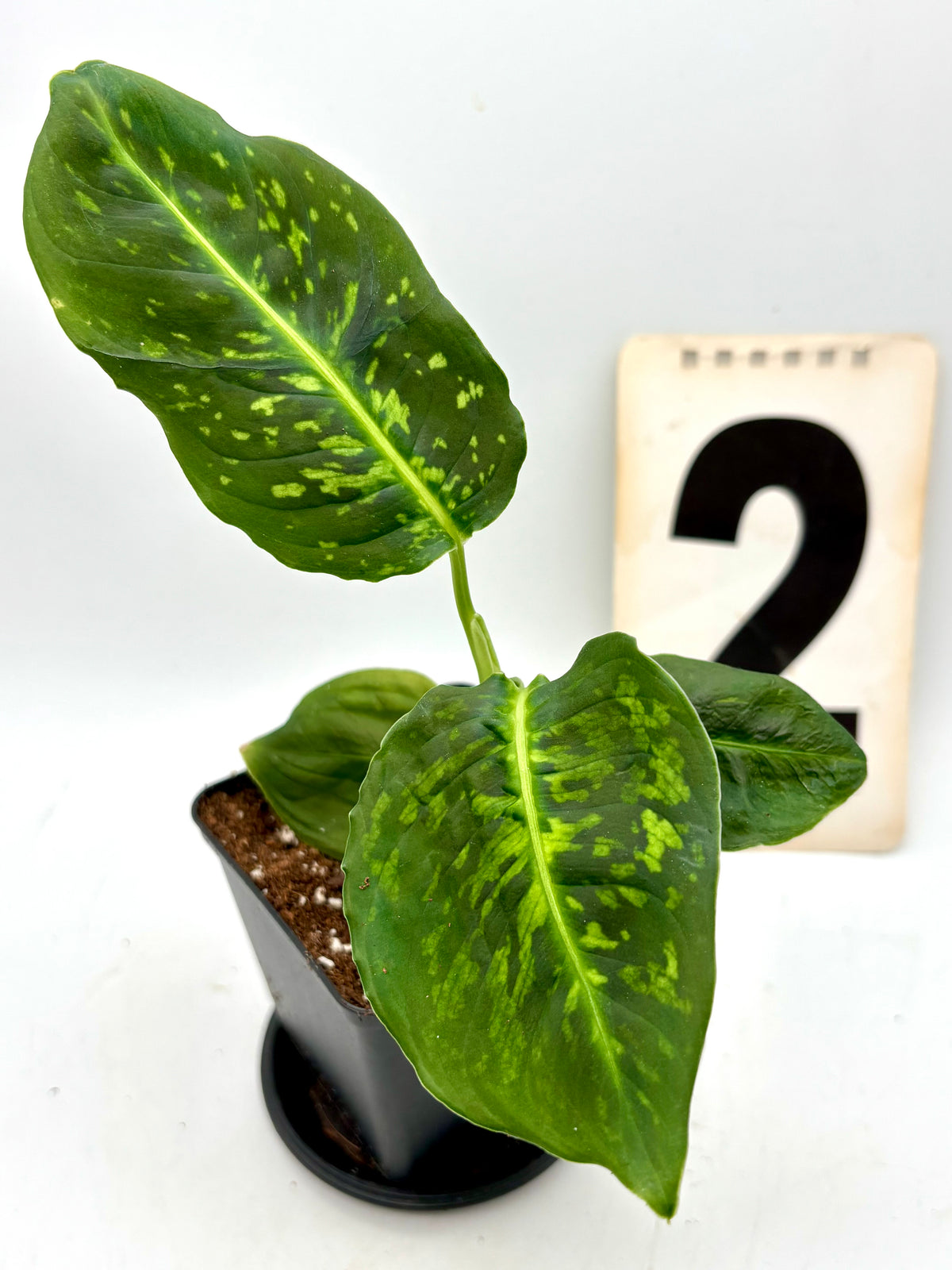 Grüne Dieffenbachia Reflector Pflanze von Exotic-Flowers mit großen, dekorativen Blättern, ideal für Zimmer oder Büro.