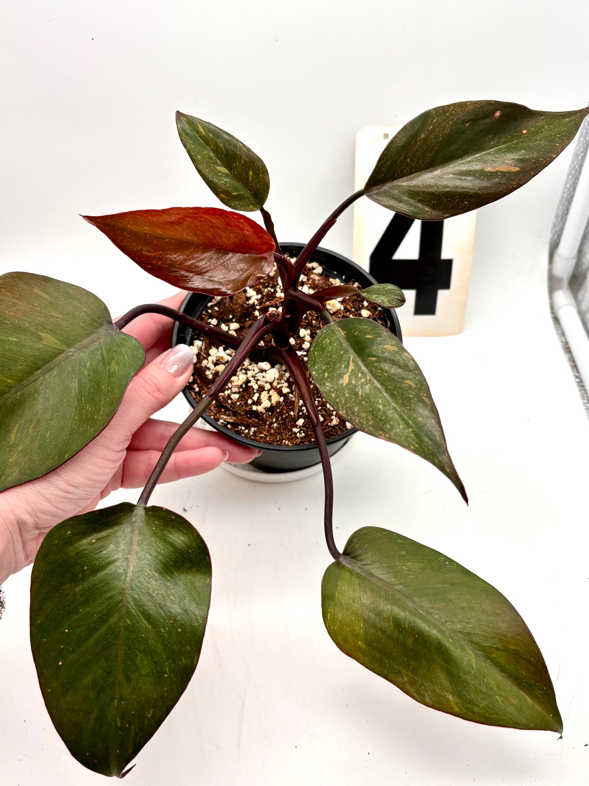 Philodendron Orange Princess - Exotic-Flowers