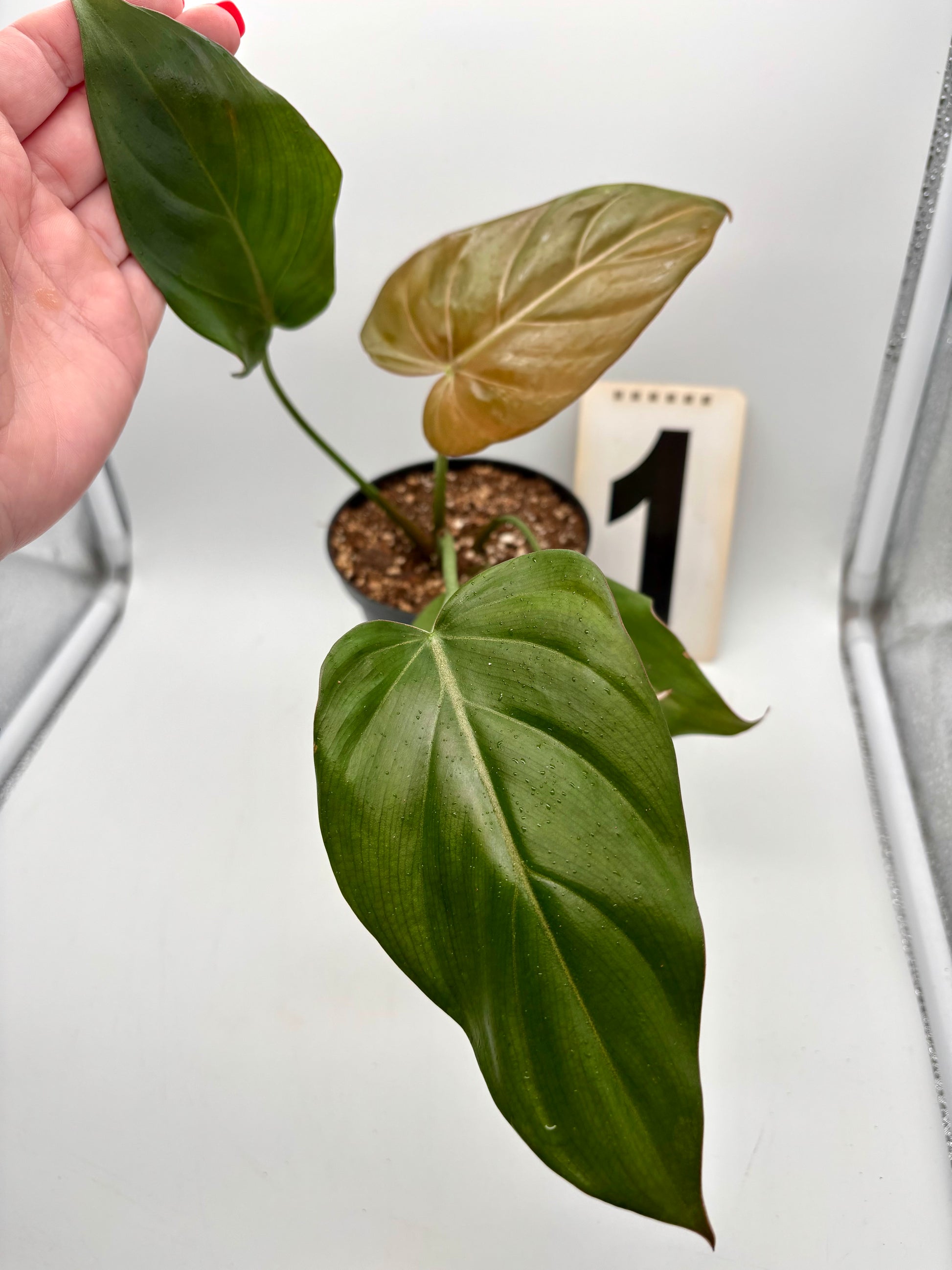 Philodendron Summer Glori