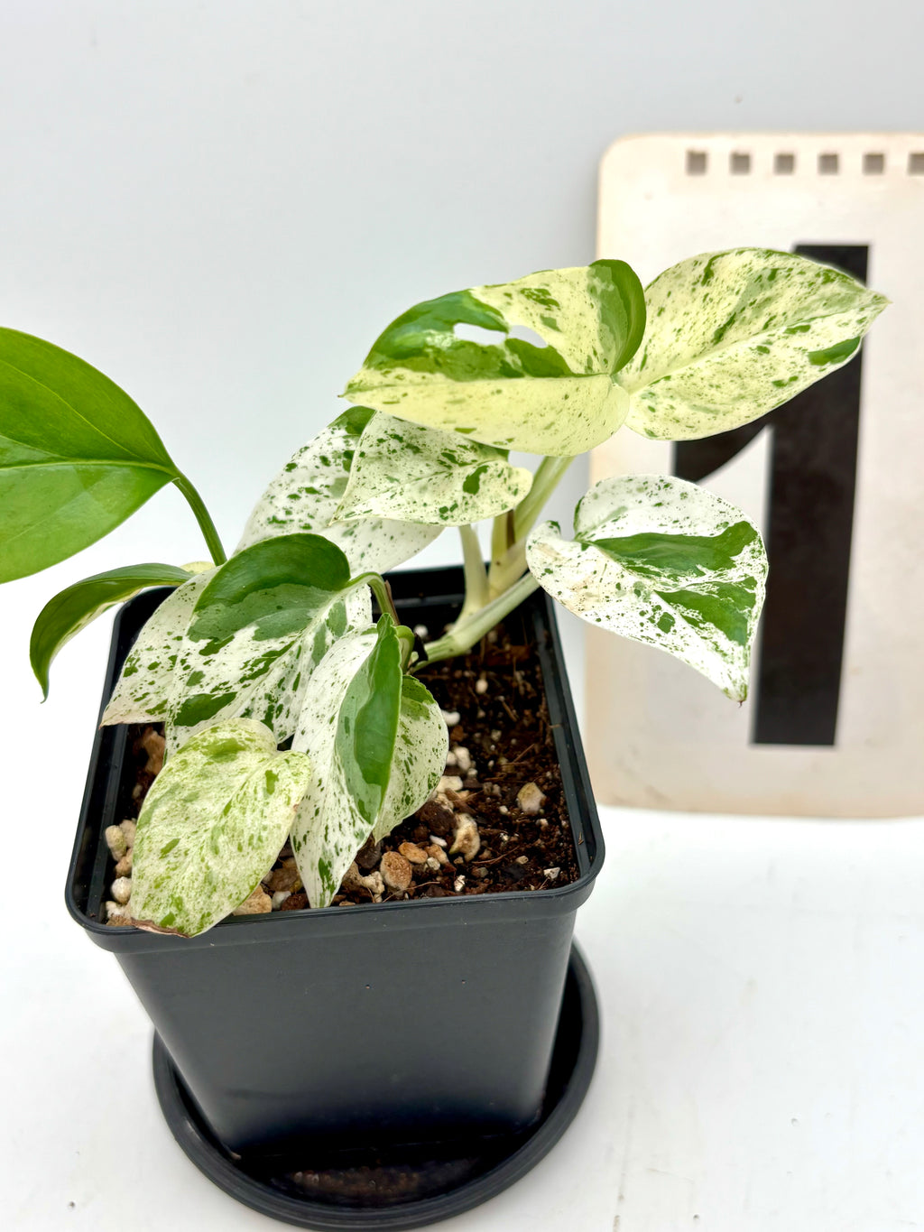 Epipremnum Pinnatum Marble Variegata Pflanze mit grünen und weißen Blättern, exotische Zimmerpflanze von Exotic-Flowers