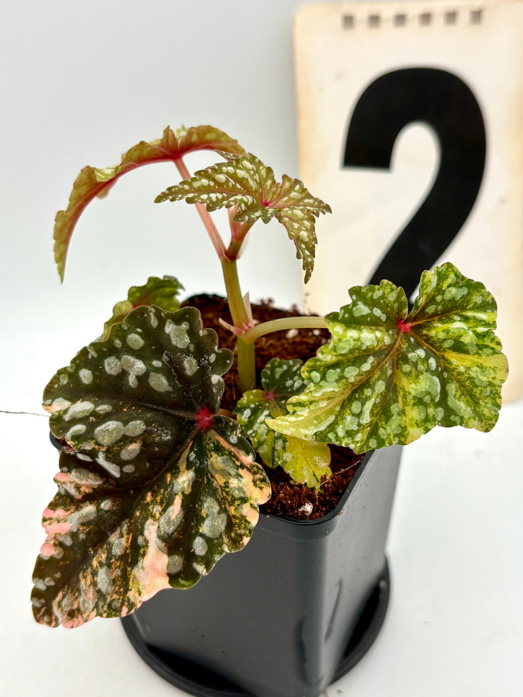 Begonia Izumo no Kiraboshi Variegata