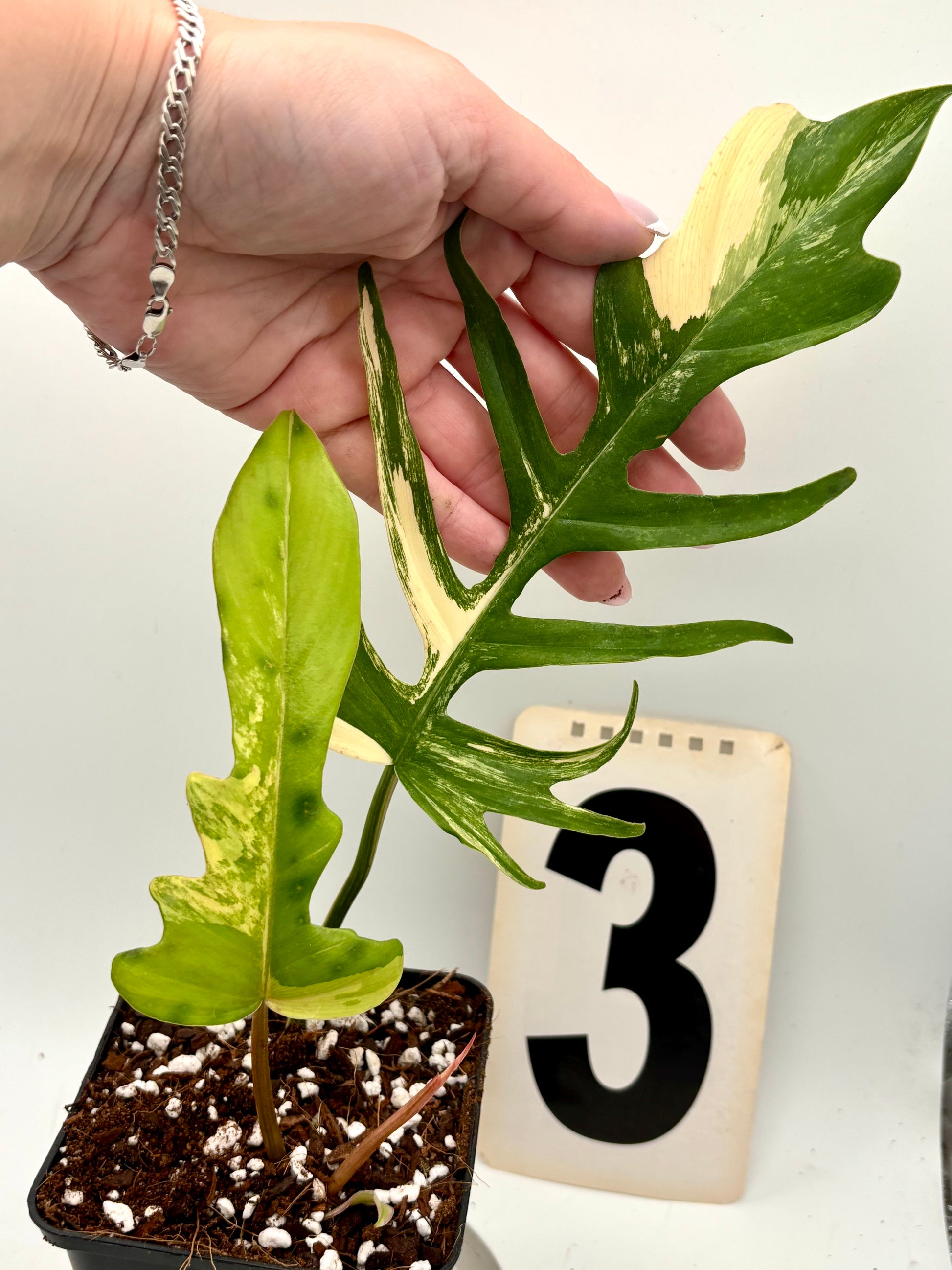 Verschiedene Philodendron Tortum Variegata und Florida Beauty Pflanzen von Exotic-Flowers, grüne Blätter mit variierten Mustern