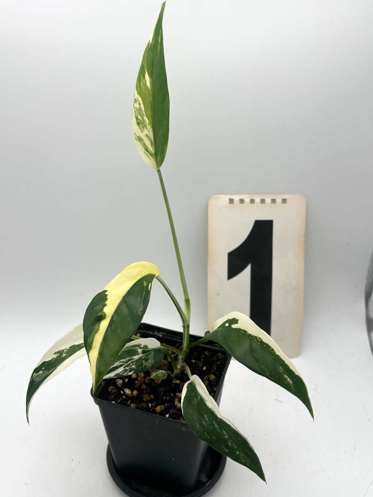 Epipremnum Pinnatum Variegata Pflanze von Exotic-Flowers mit grünen und weißen variegierten Blättern, im Top.