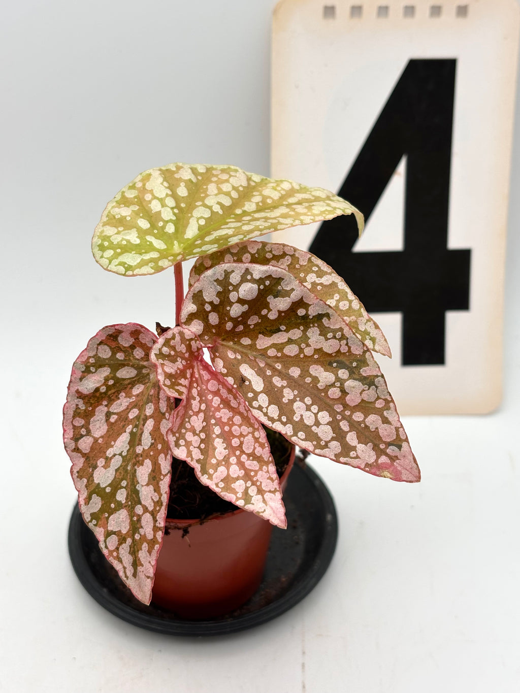 Verschiedene Begonia Snowcap Variegata mit weißen und grünen Blättern, Topfpflanze von Exotic-Flowers