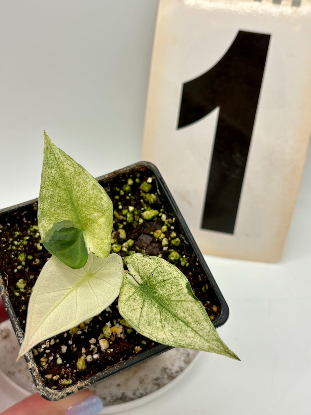Alocasia Regal Shield Albo Variegata
