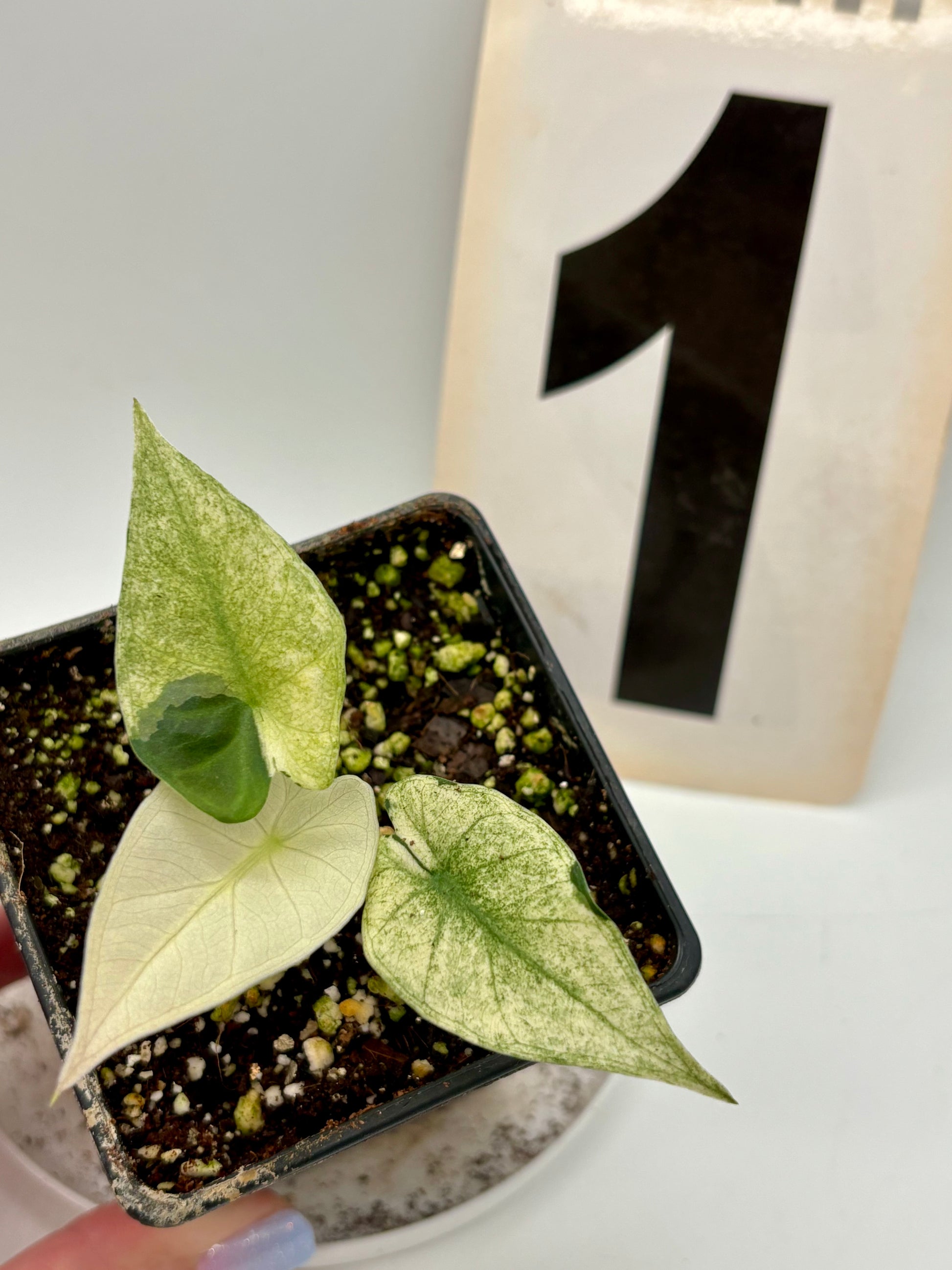 Alocasia Regal Shield Albo Variegata