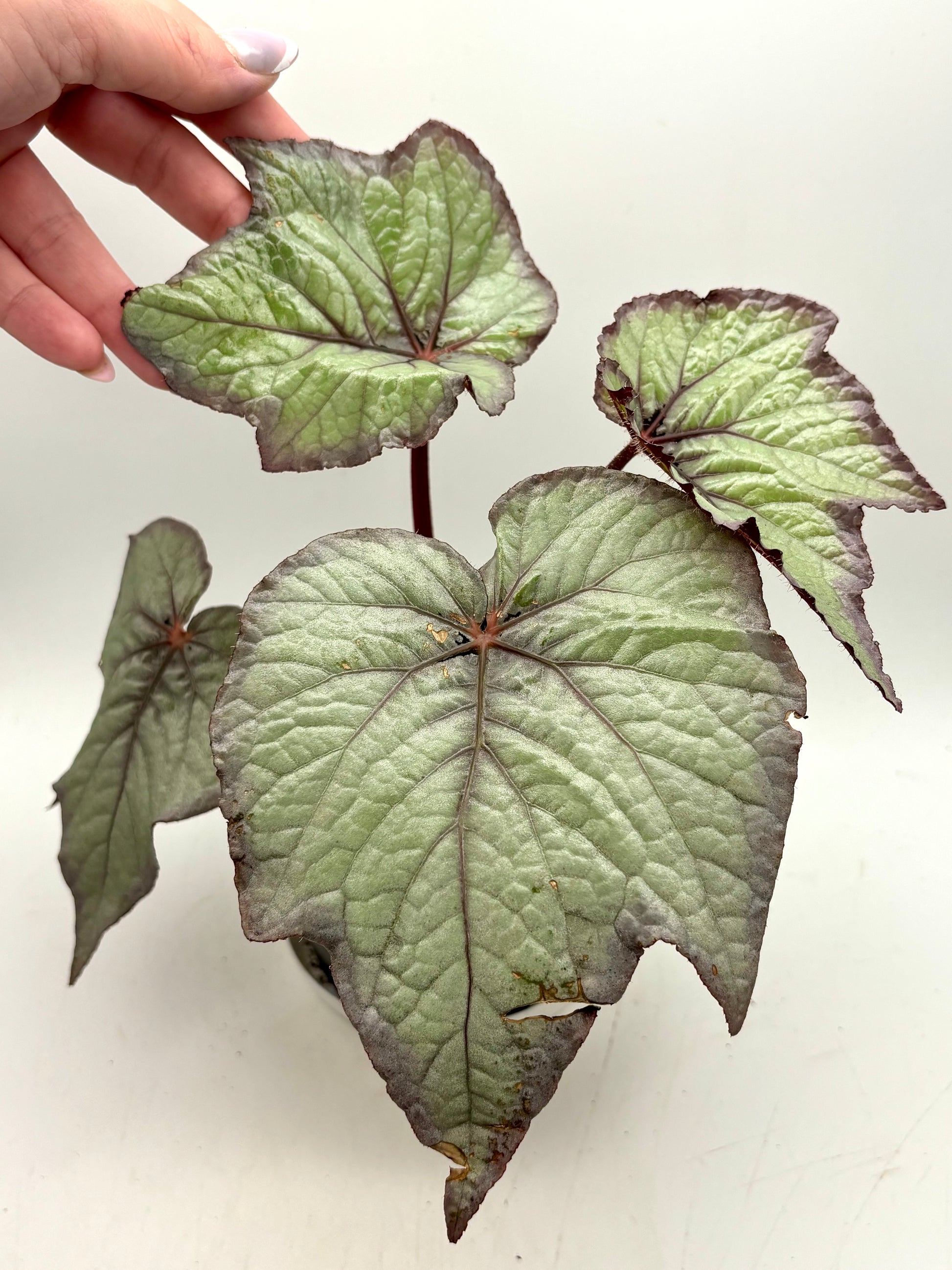 Begonia Rex