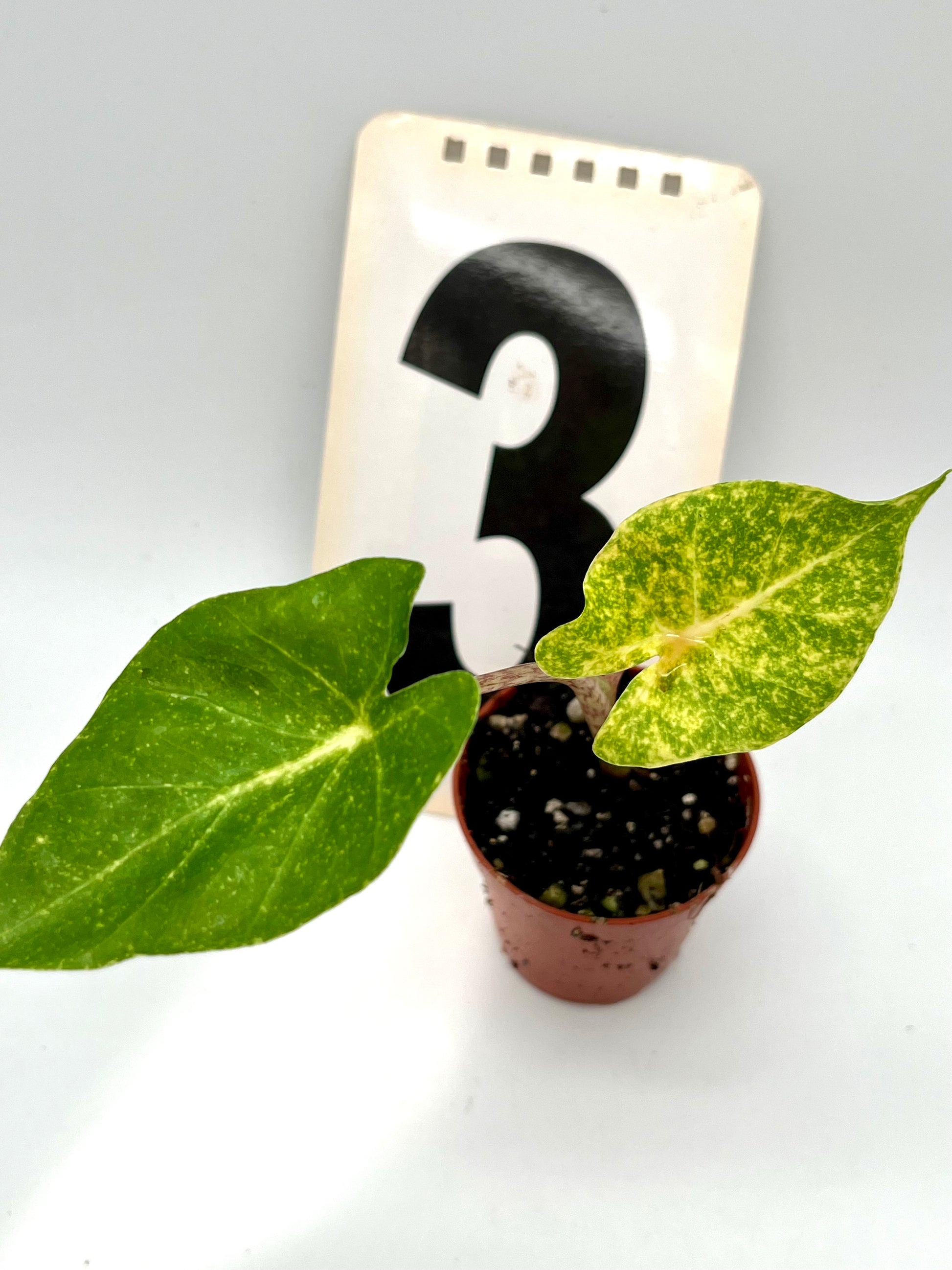 Alocasia New Guinea Gold