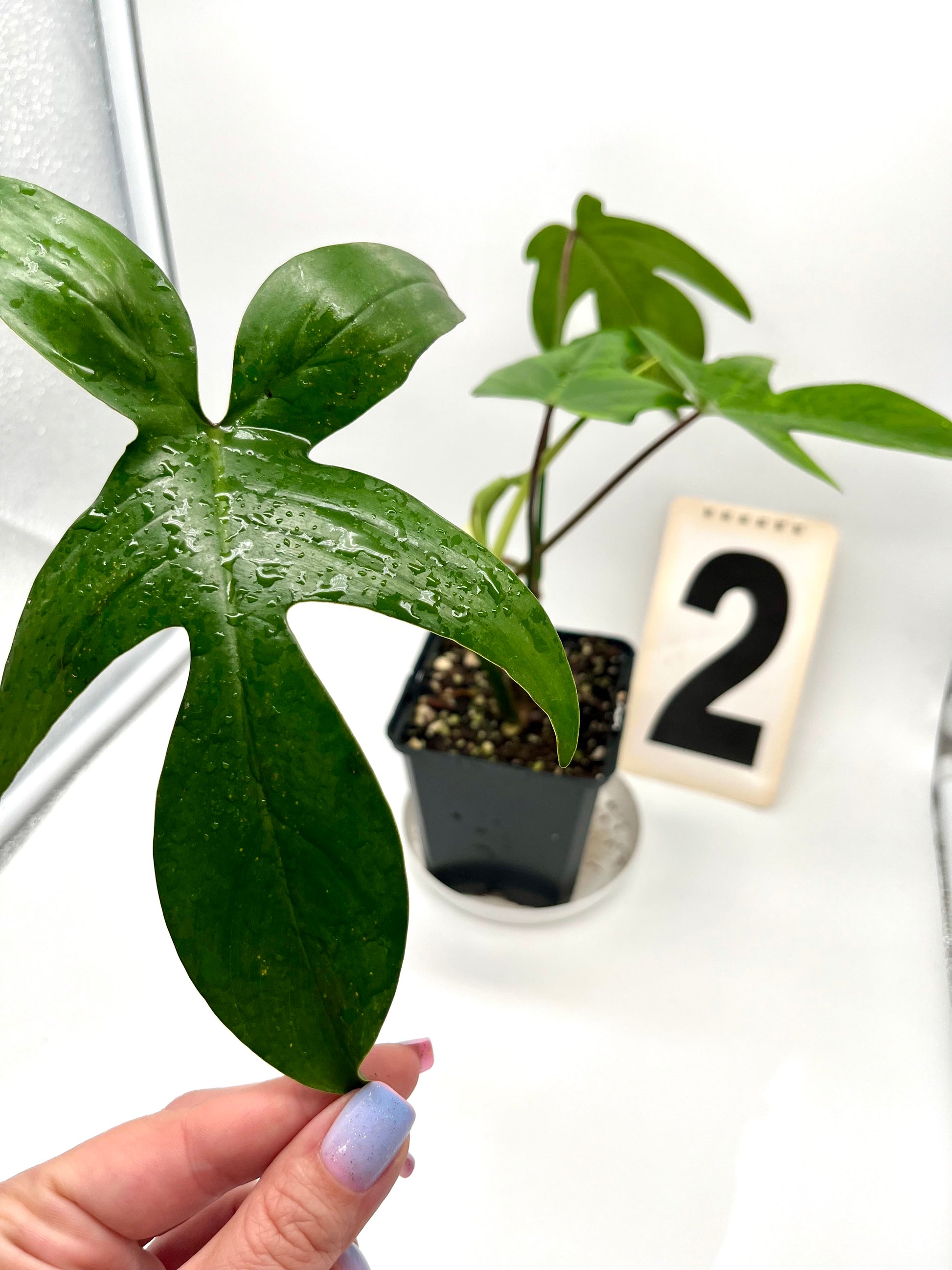 Philodendron Florida Beauty Green