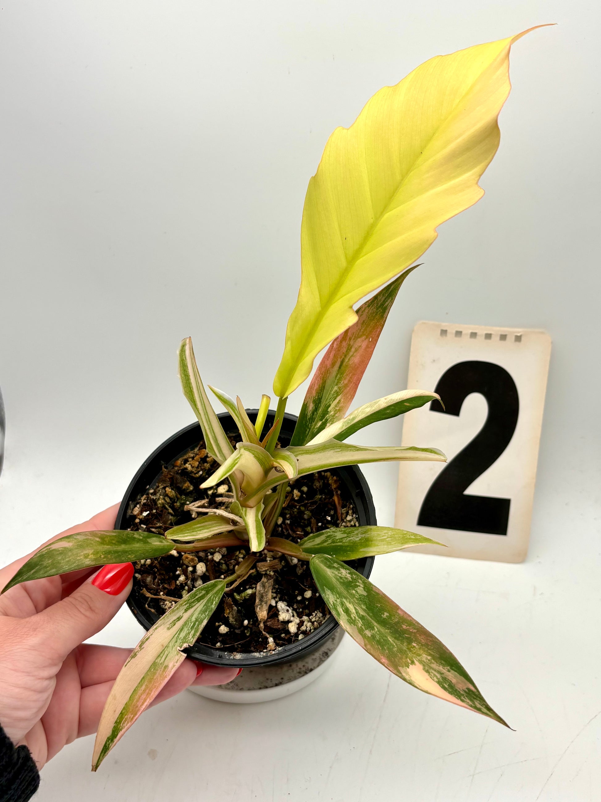 Philodendron Caramel Marble - Exotic-Flowers