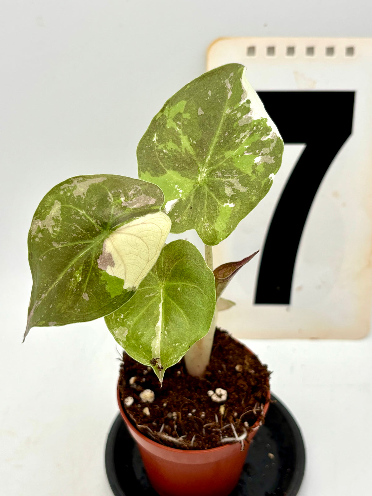 Alocasia Wentii Albo / Pink Variegata