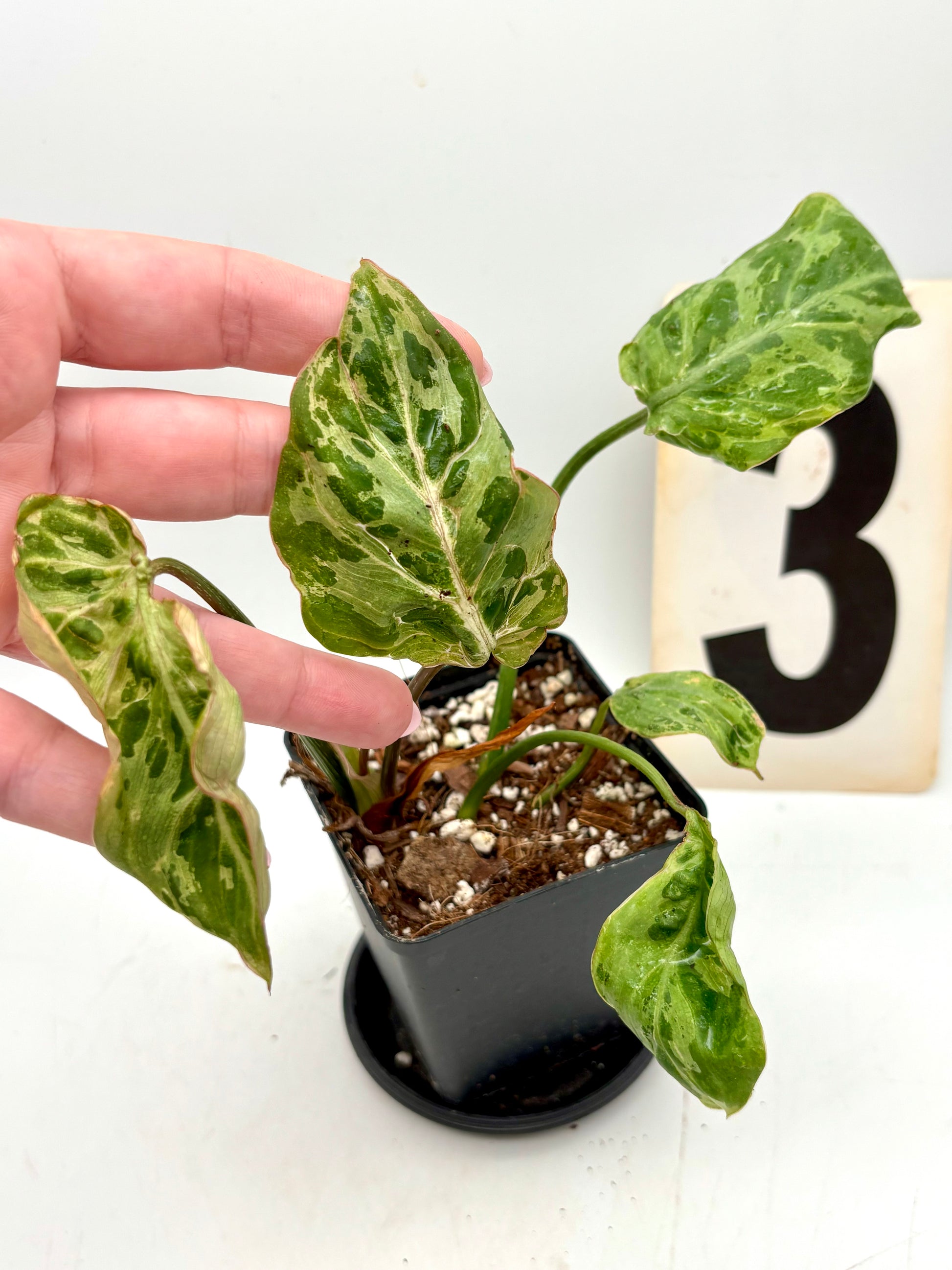 Philodendron Gloriosum Variegata / Snow Leopard - Jungpflanzen