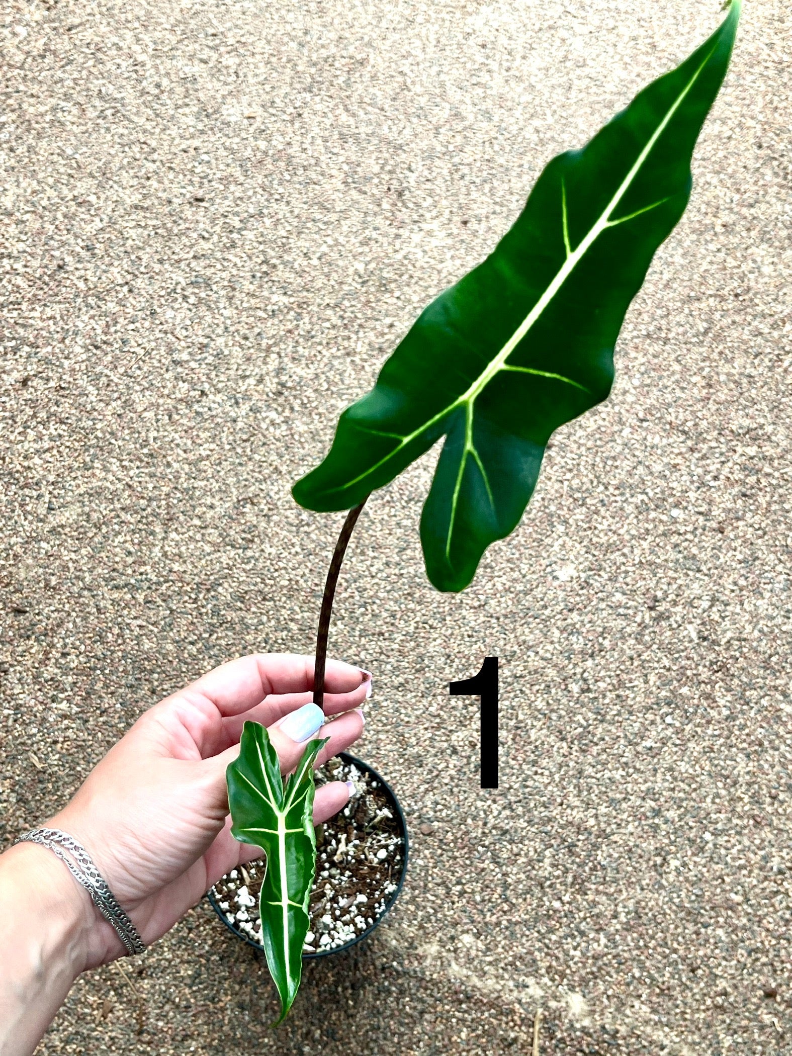 Alocasia Sarian