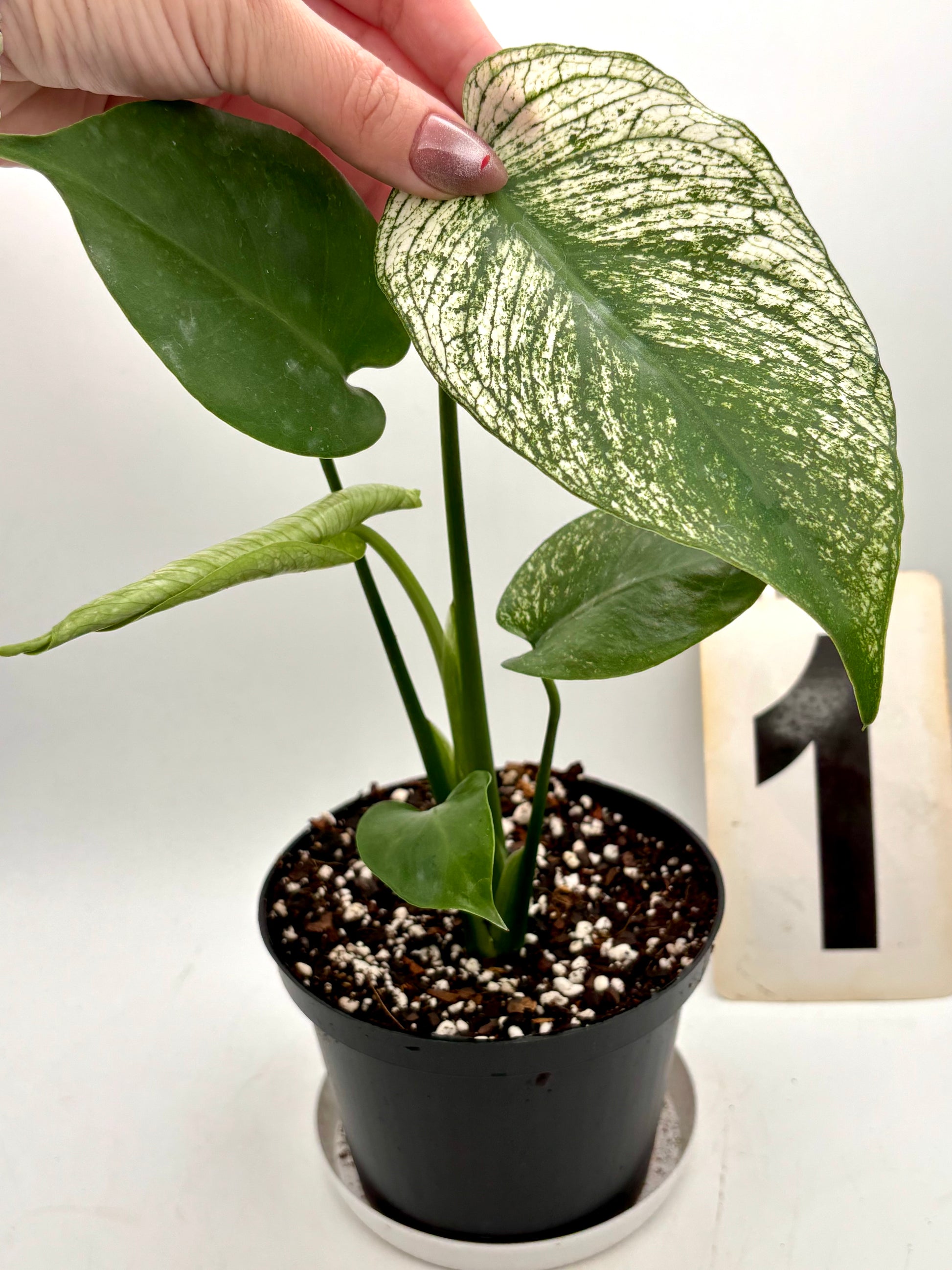 Monstera Devil Monster Variegata