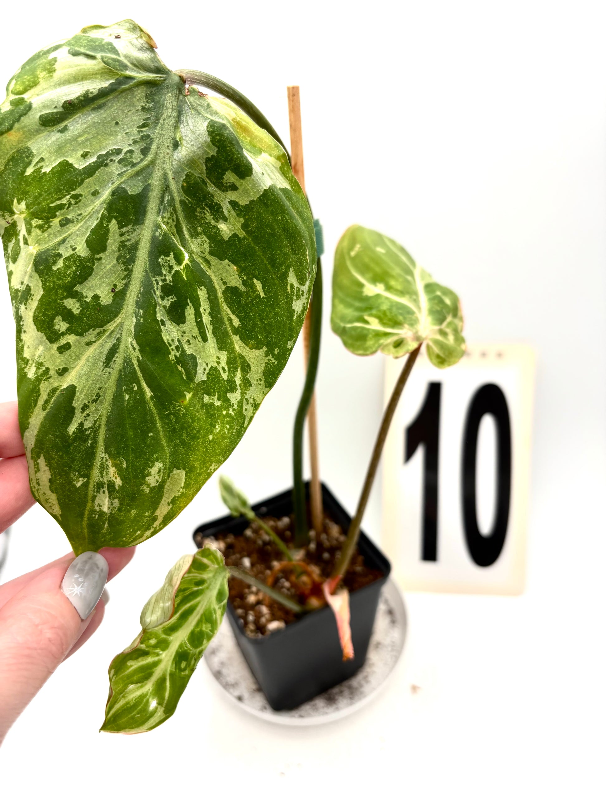Philodendron Gloriosum Variegata / Snow Leopard