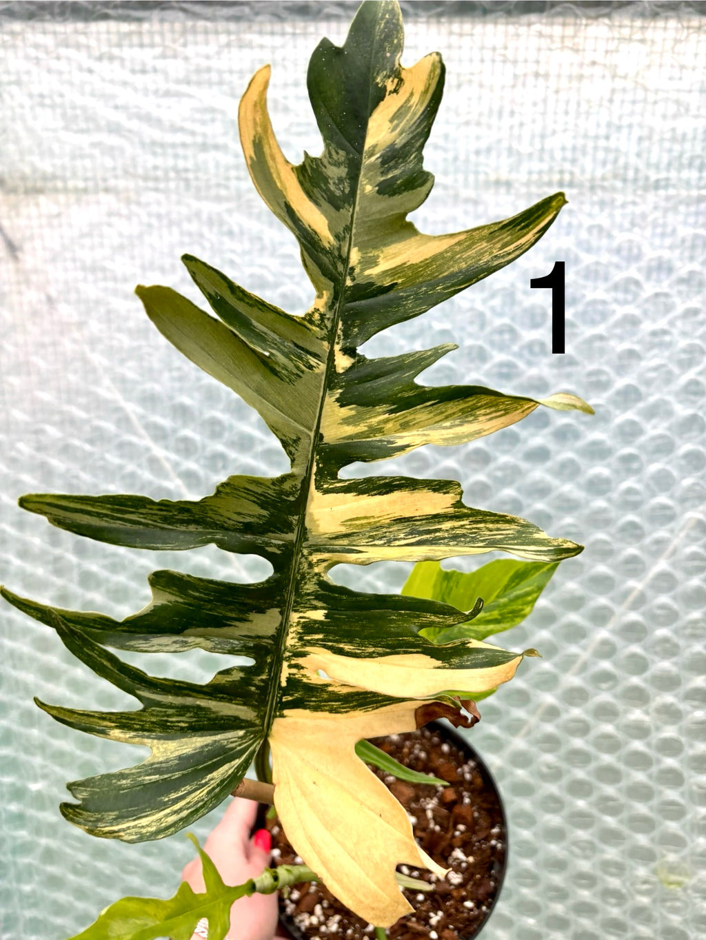 Philodendron Tortum Variegata x Florida Beauty