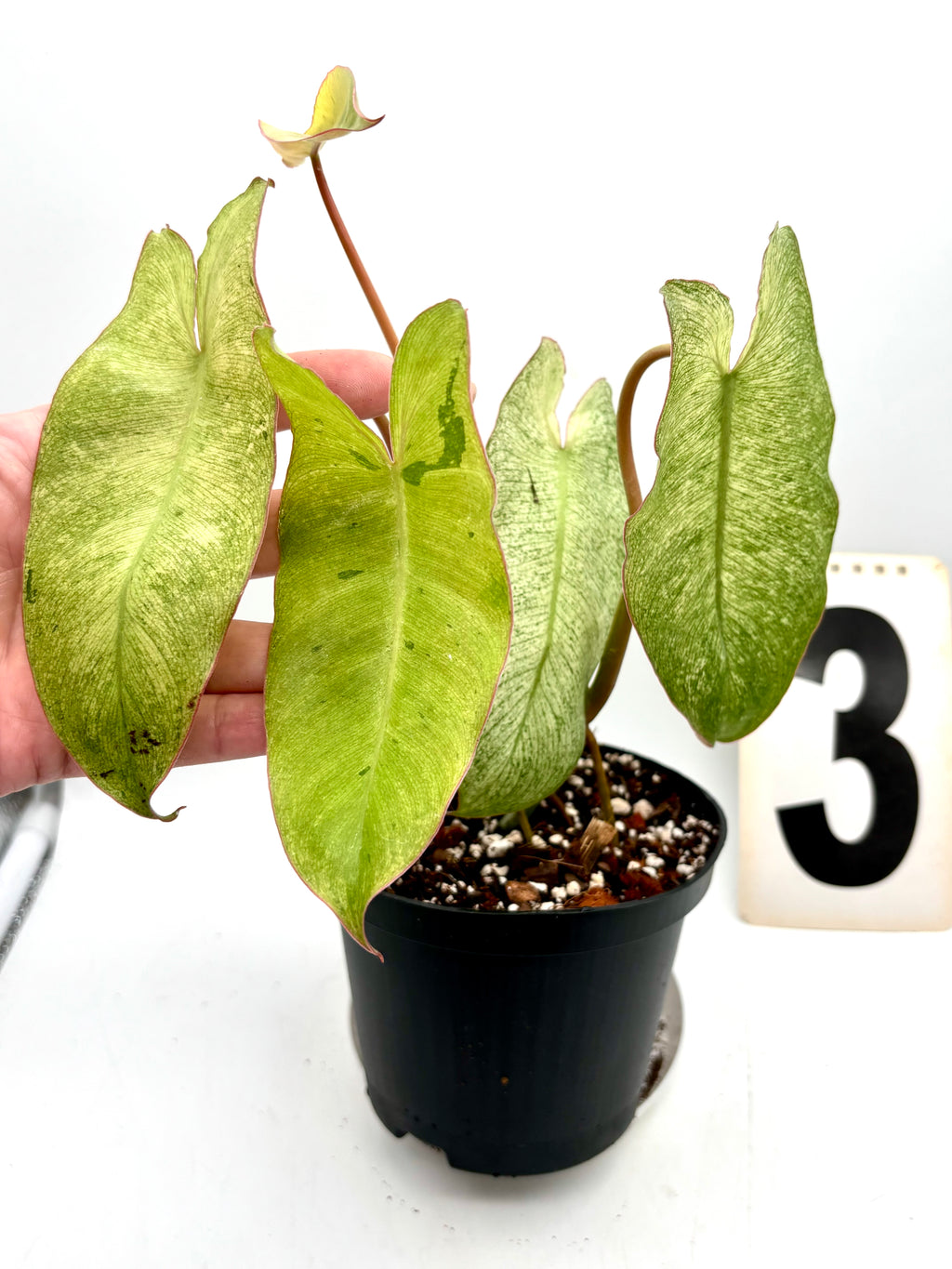 Philodendron Paraiso Verde Albo / Mint Variegata