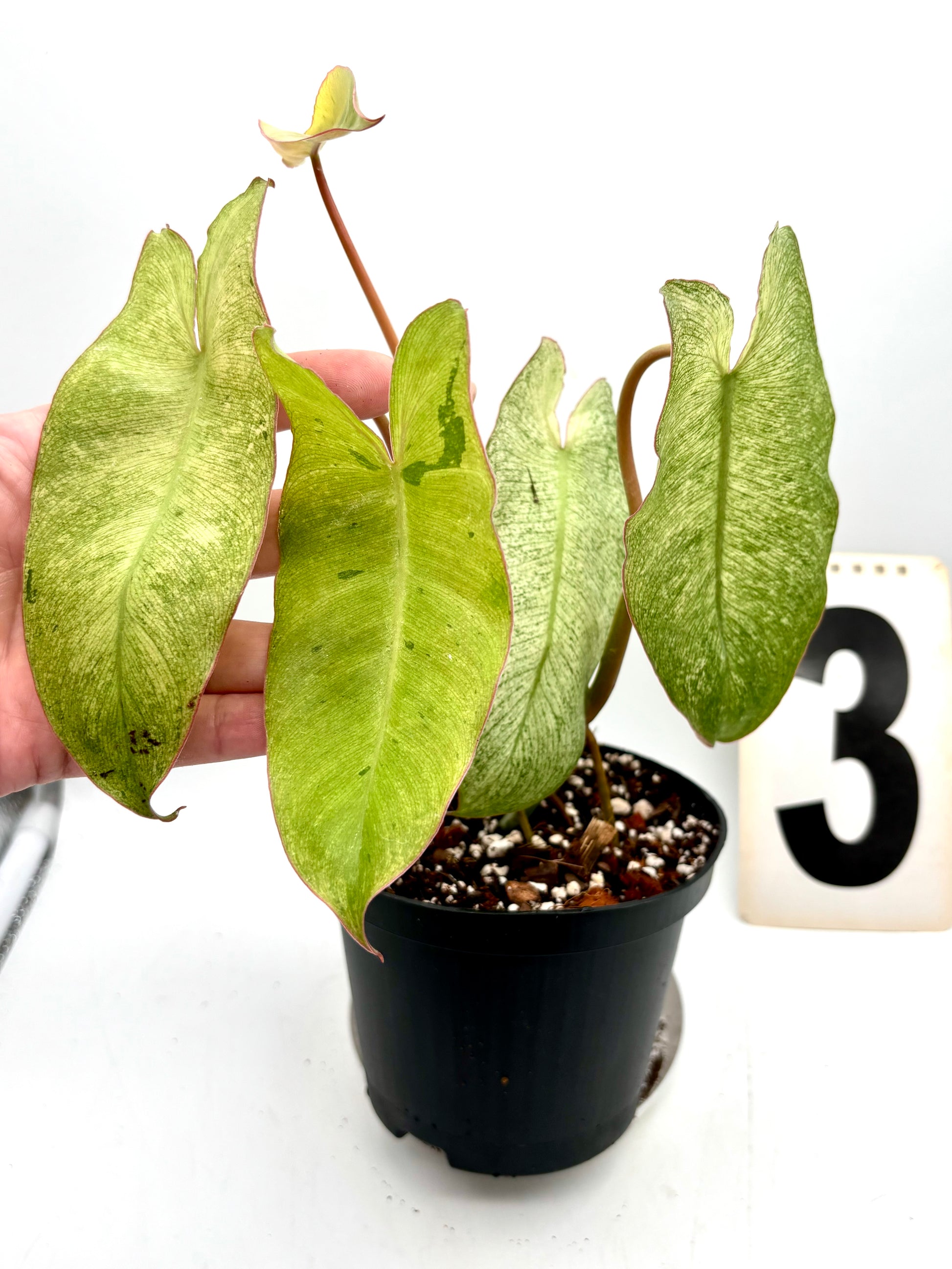 Philodendron Paraiso Verde Albo / Mint Variegata