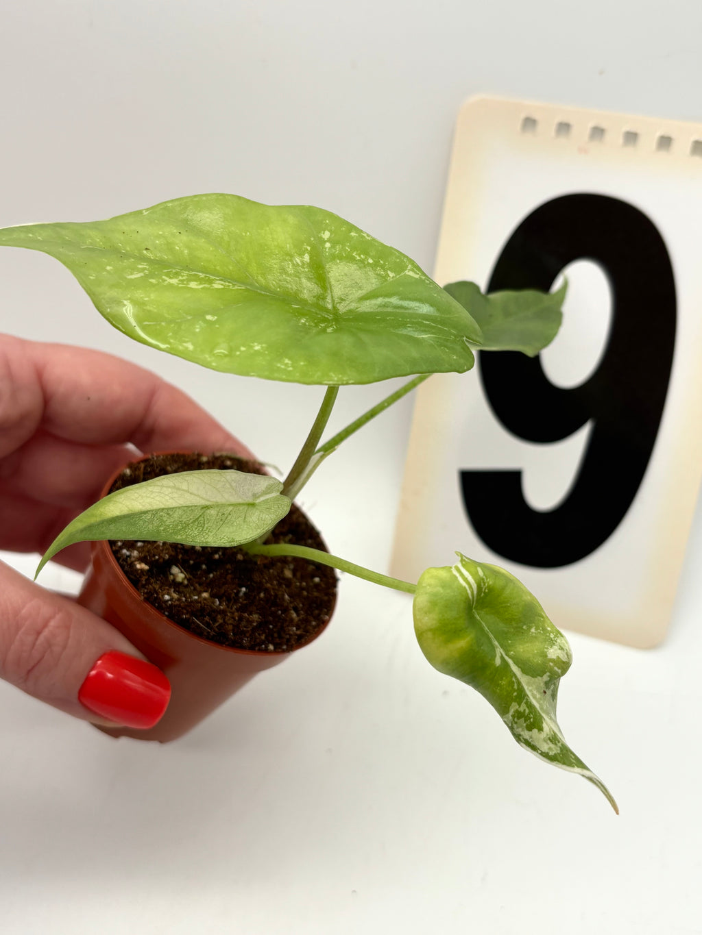Alocasia Simpo Albo Variegata