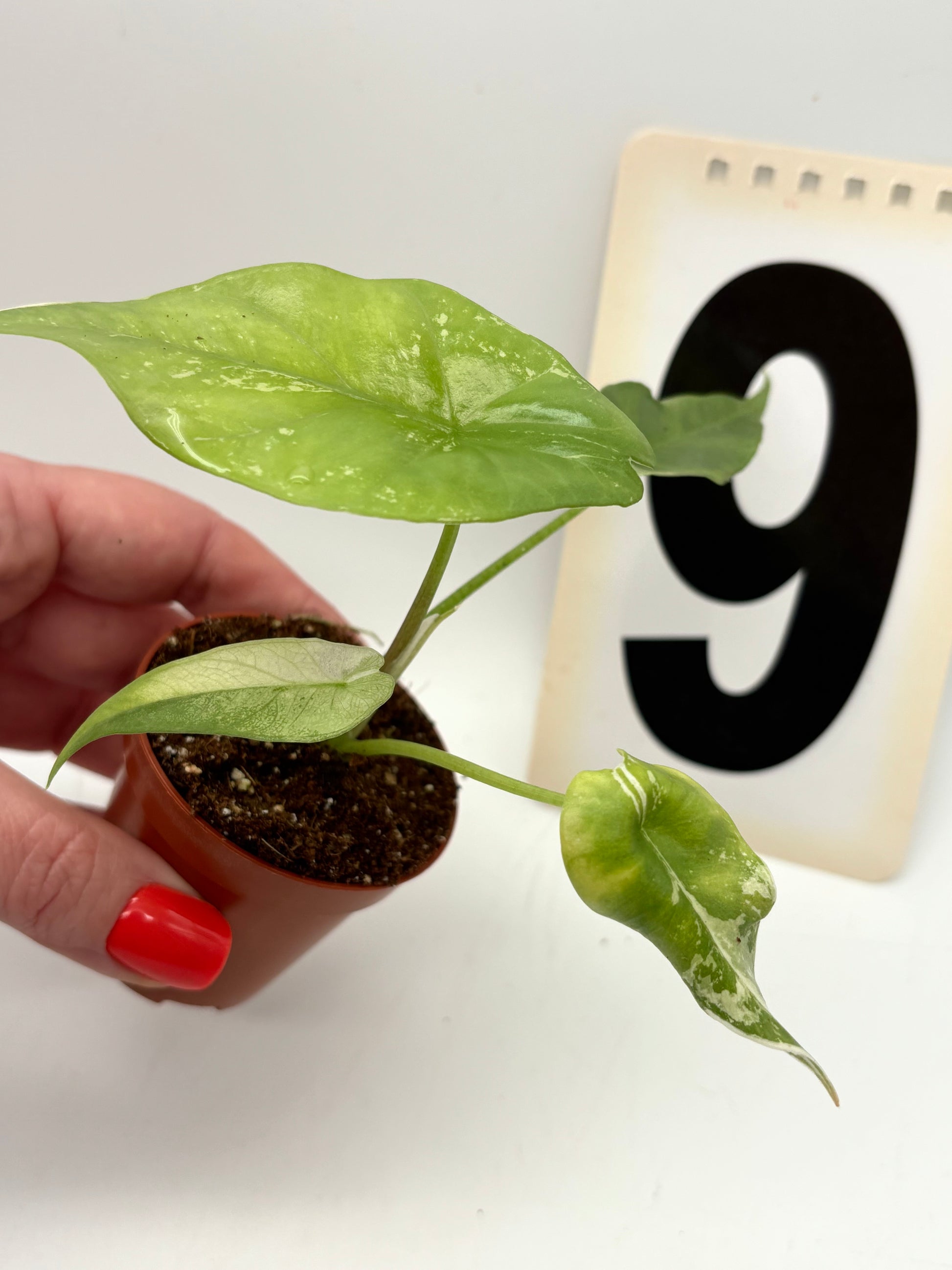 Alocasia Simpo Albo Variegata
