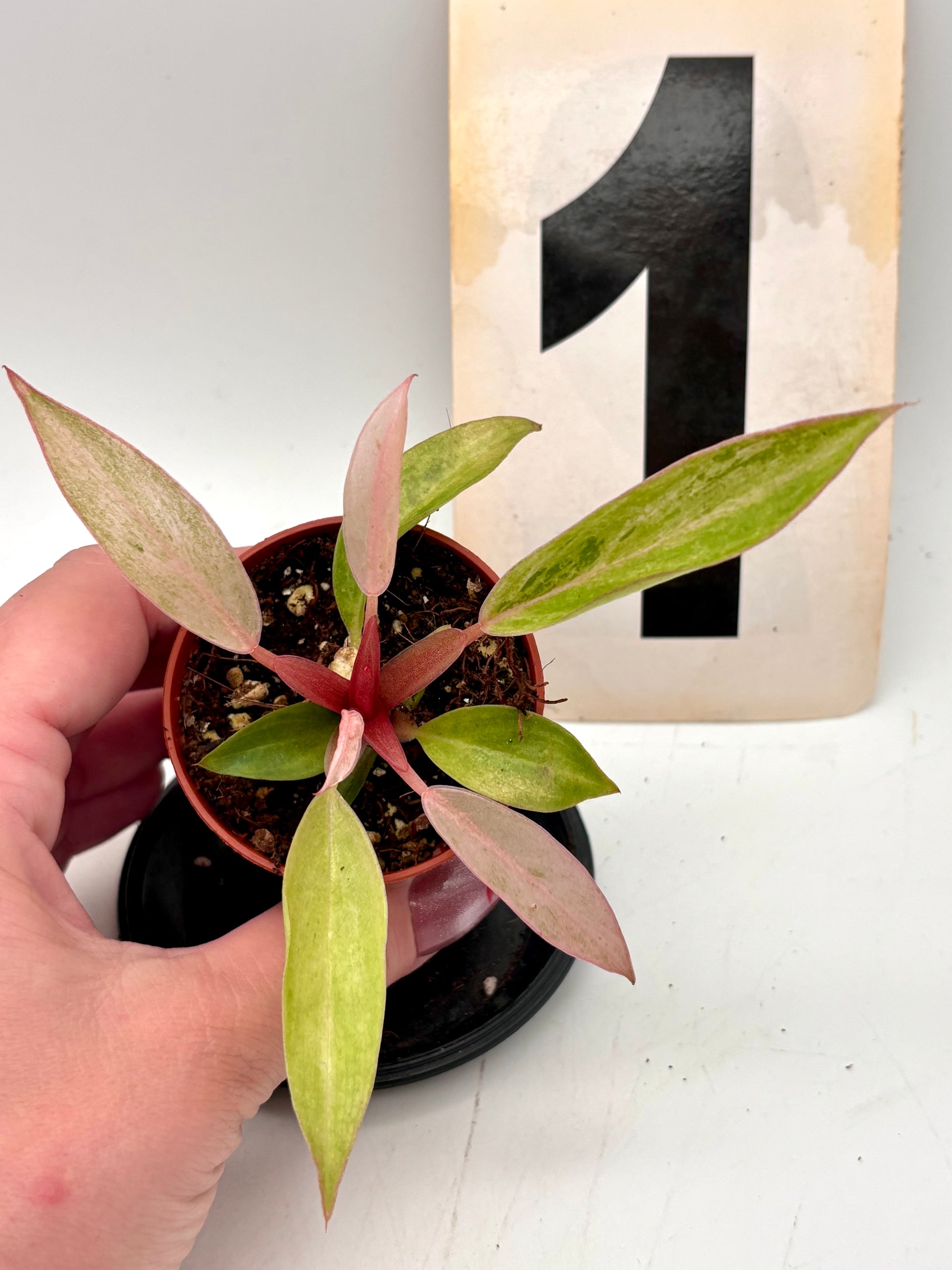 Exotic-Flowers Philodendron Strawberry Caramel Variegata mit grünen und cremefarbenen Blättern, Zimmerpflanze, Nahaufnahme