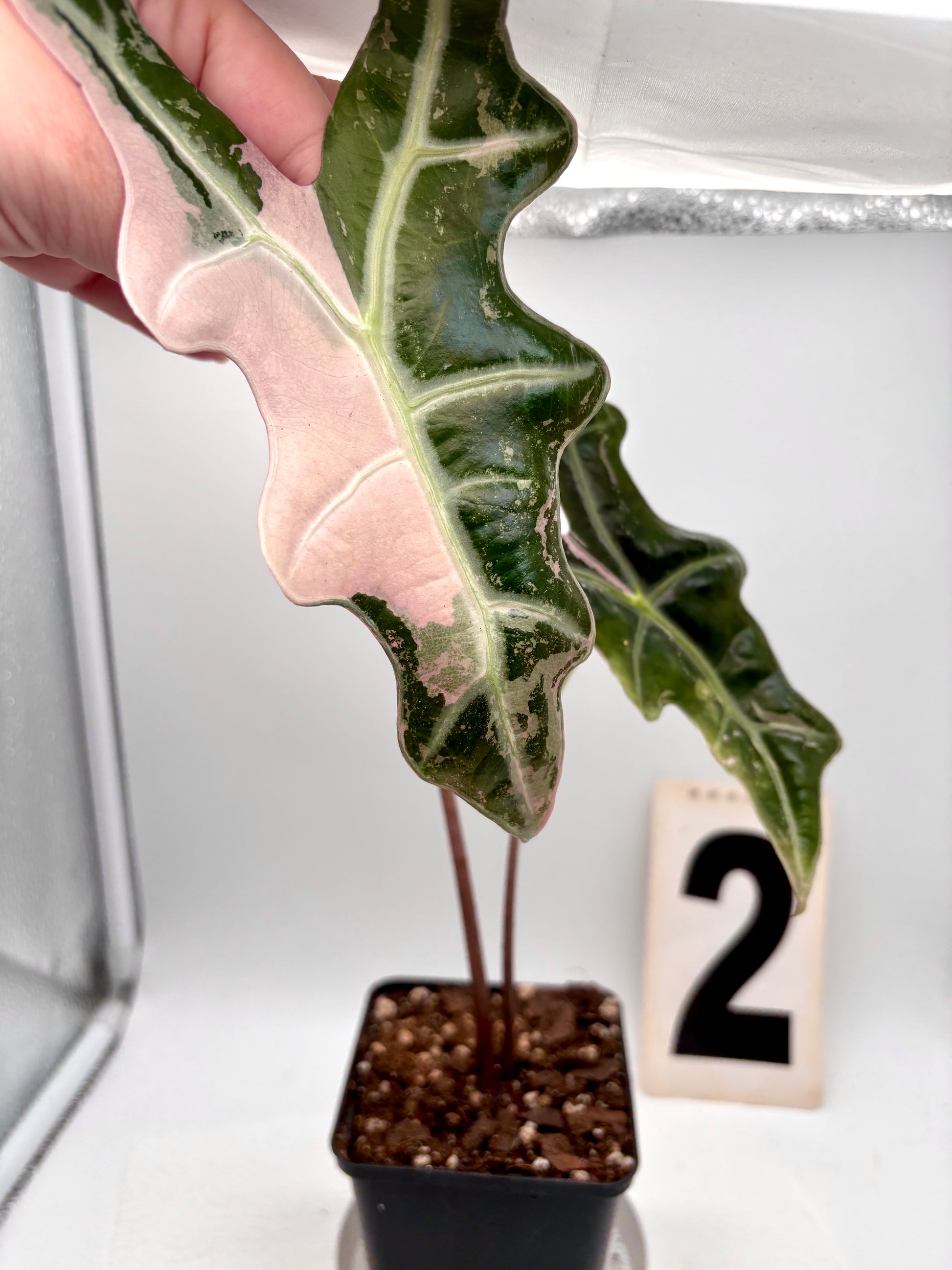 Alocasia Nobilis Variegata