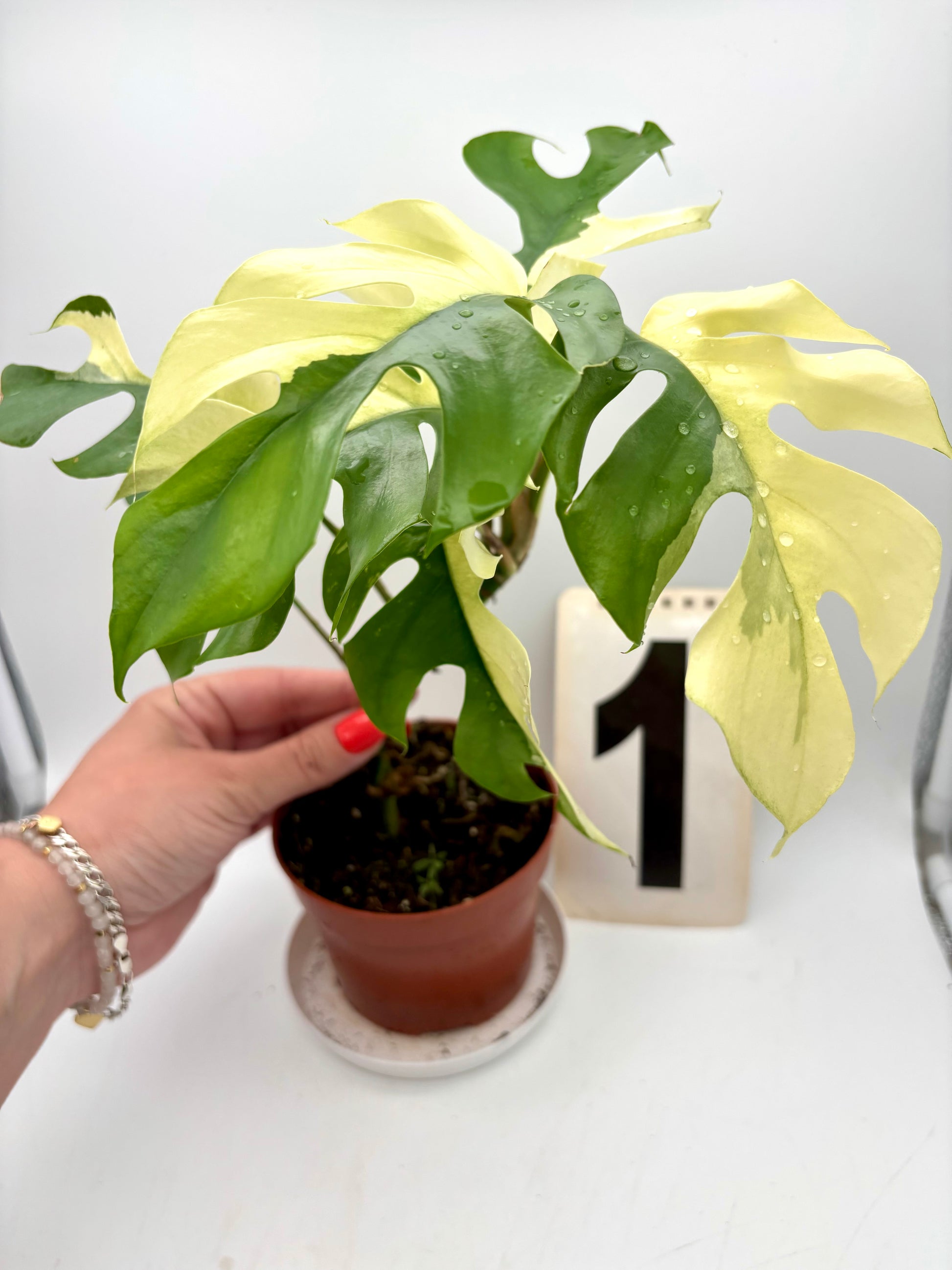 Rhaphidophora Tetrasperma Albo Variegata, Monstera Minima, mit weißen variegierten Blättern und grünen Blättern, im Topf.