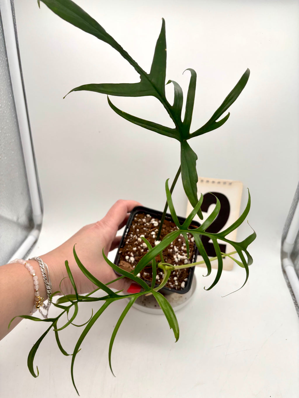 Grüner Philodendron Polypodioides von Exotic-Flowers mit luftigen, hängenden Blättern auf einem Topf abgebildet