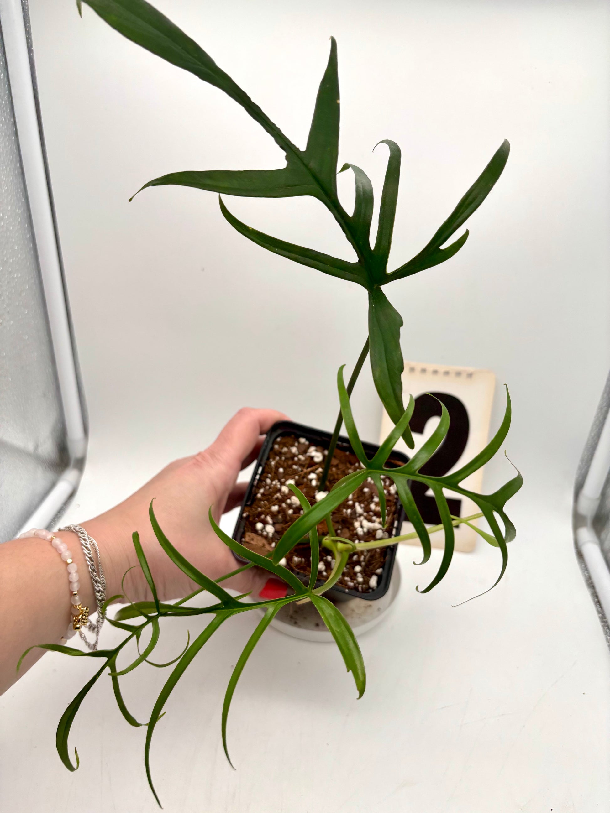 Grüner Philodendron Polypodioides von Exotic-Flowers mit luftigen, hängenden Blättern auf einem Topf abgebildet